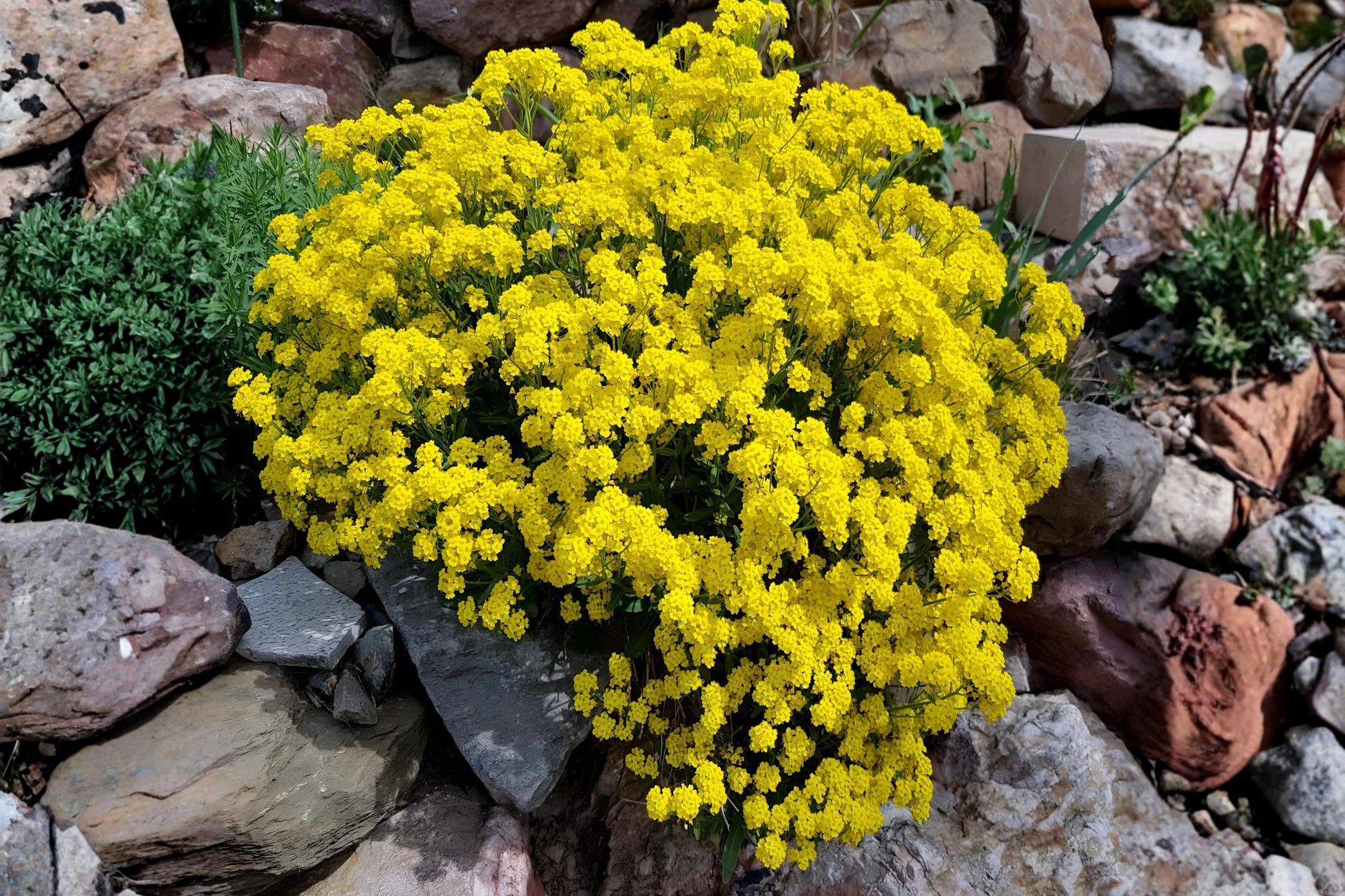 Alyssum Seeds - 100 Basket of Gold - Bright Yellow Perennial for Rock Gardens & Ground Cover - Alyssum saxatile
