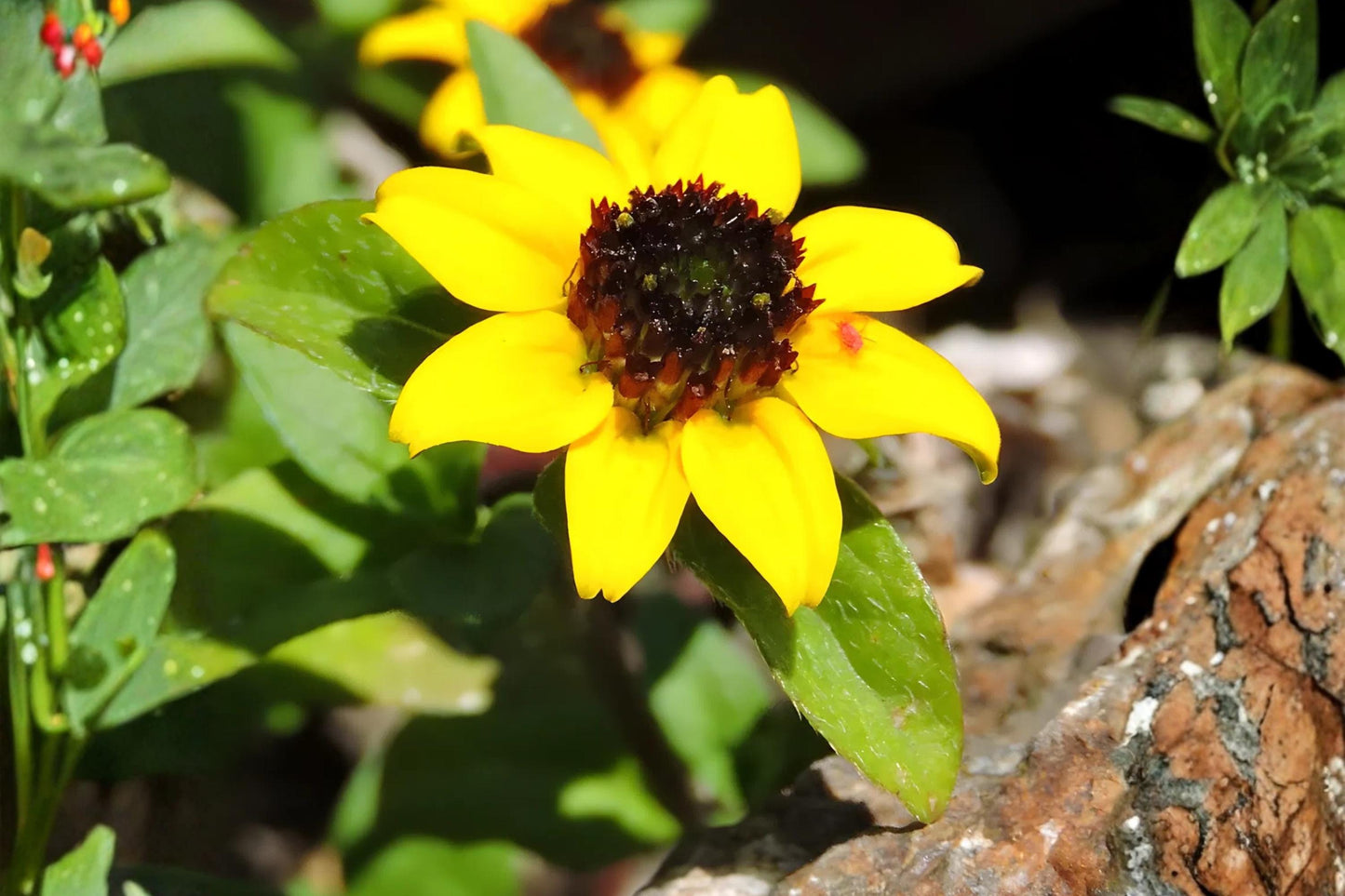 Creeping Zinnia Seeds (100) | Low-Growing Ground Cover with Bright Yellow Blooms | Sanvitalia procumbens