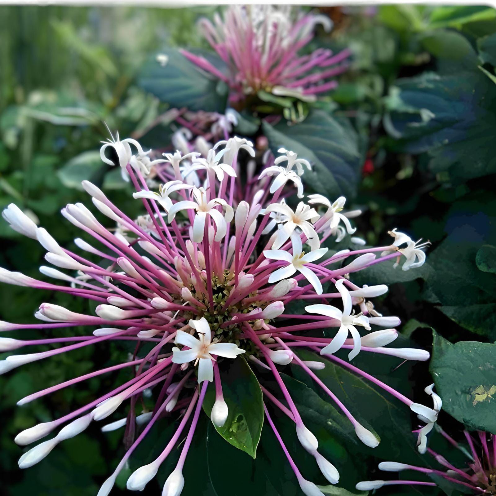 Starburst Plant Cuttings - 10 Fresh Cuttings Clerodendrum quadriloculare - Tropical Flower Propagation for Home & Garden