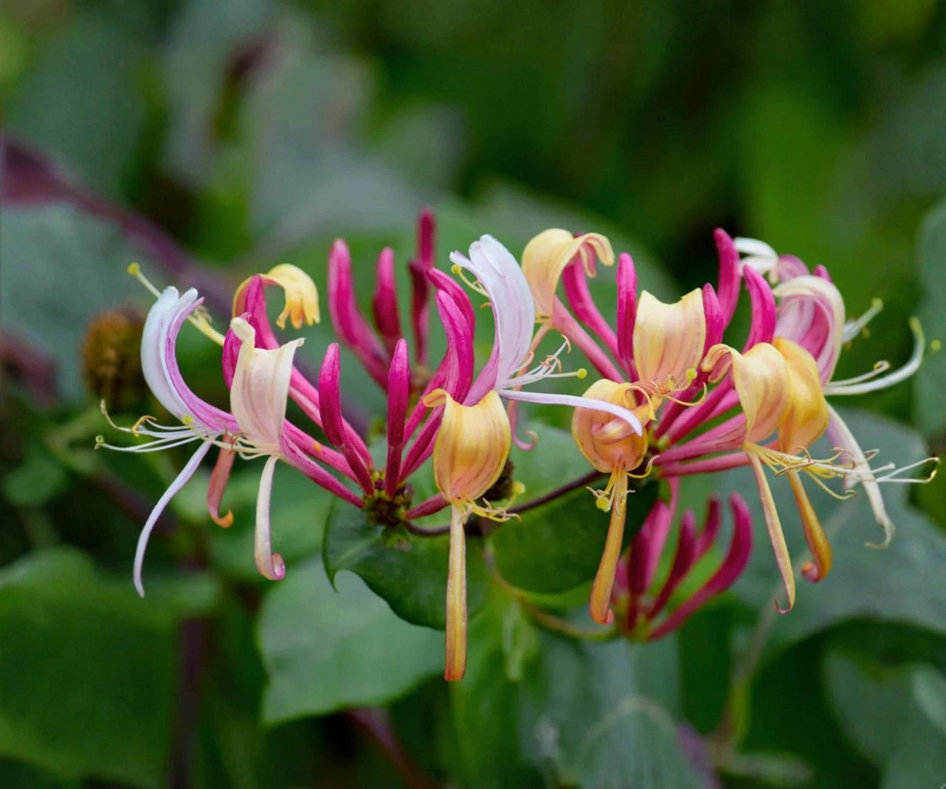 Peaches & Cream Honeysuckle Vine Starter Plant - Lonicera periclymenum Climbing Flowering Vine - Bare Root Garden Plant