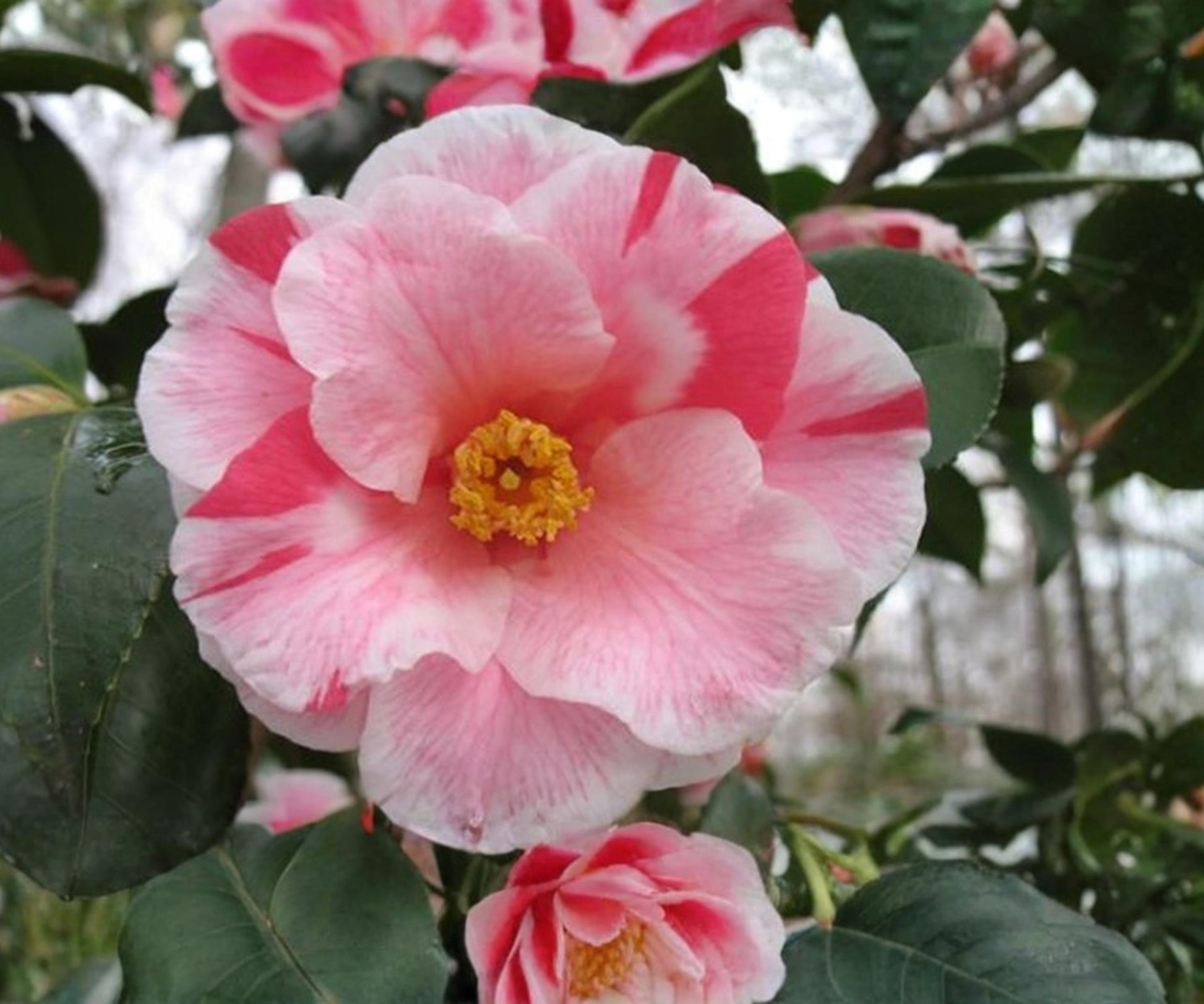 Camellia Japonica 'Lady Vansittart' Live Plant - Pink Variegated Evergreen Flowering Shrub in 3" Pot