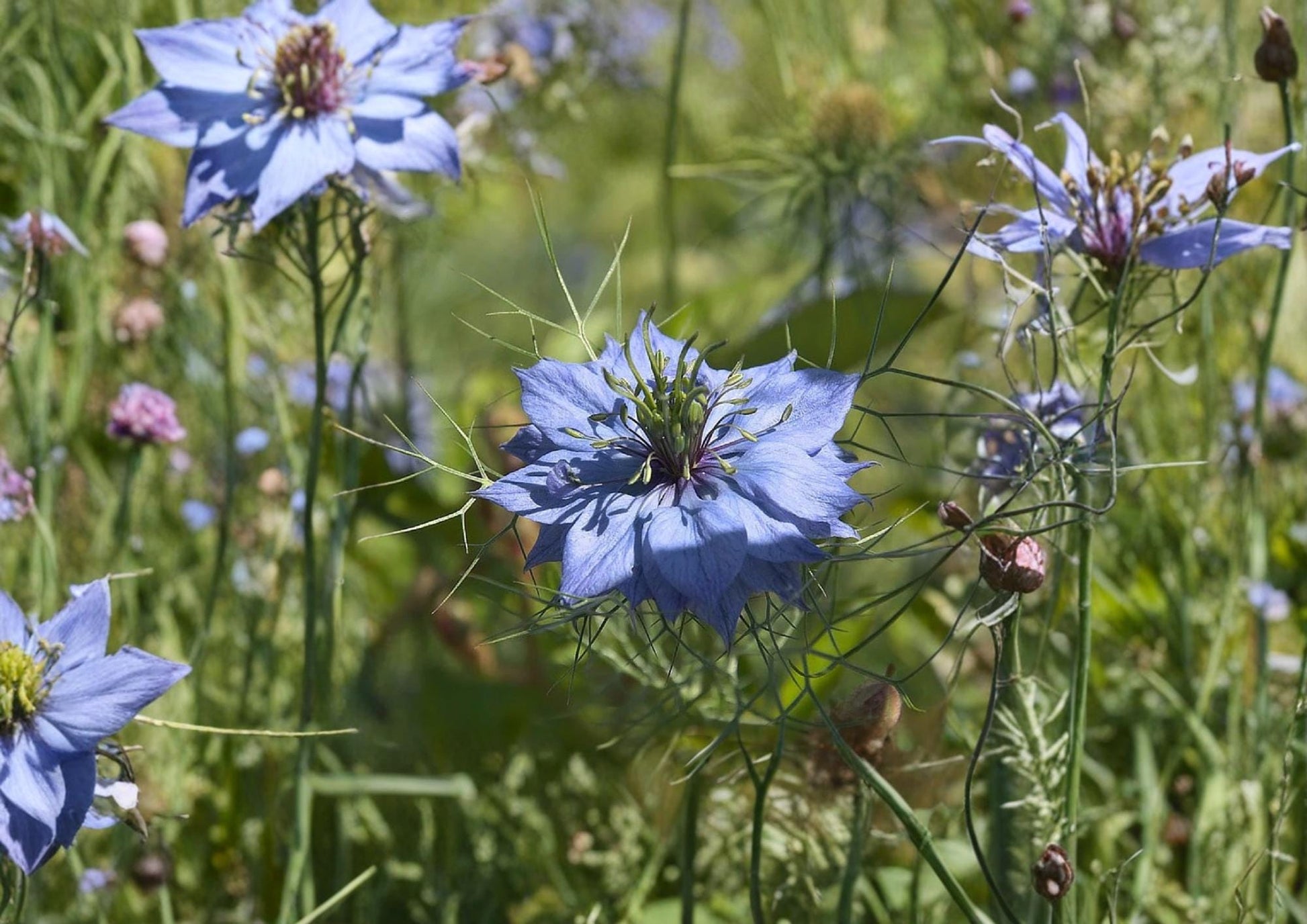 Black Cumin Seeds 200+ Heirloom Nigella Sativa Non-GMO Medicinal Culinary Herb Seeds for Garden Planting