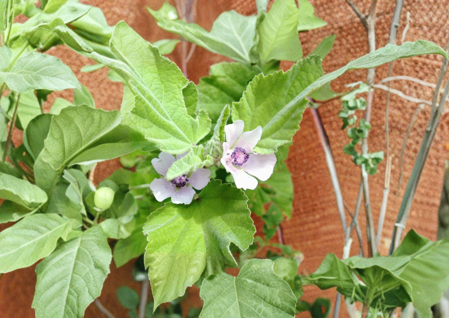 25+ Marshmallow Seeds, Althea Officinalis, Heirloom Non-GMO Medicinal Herb for Apothecary Garden Planting