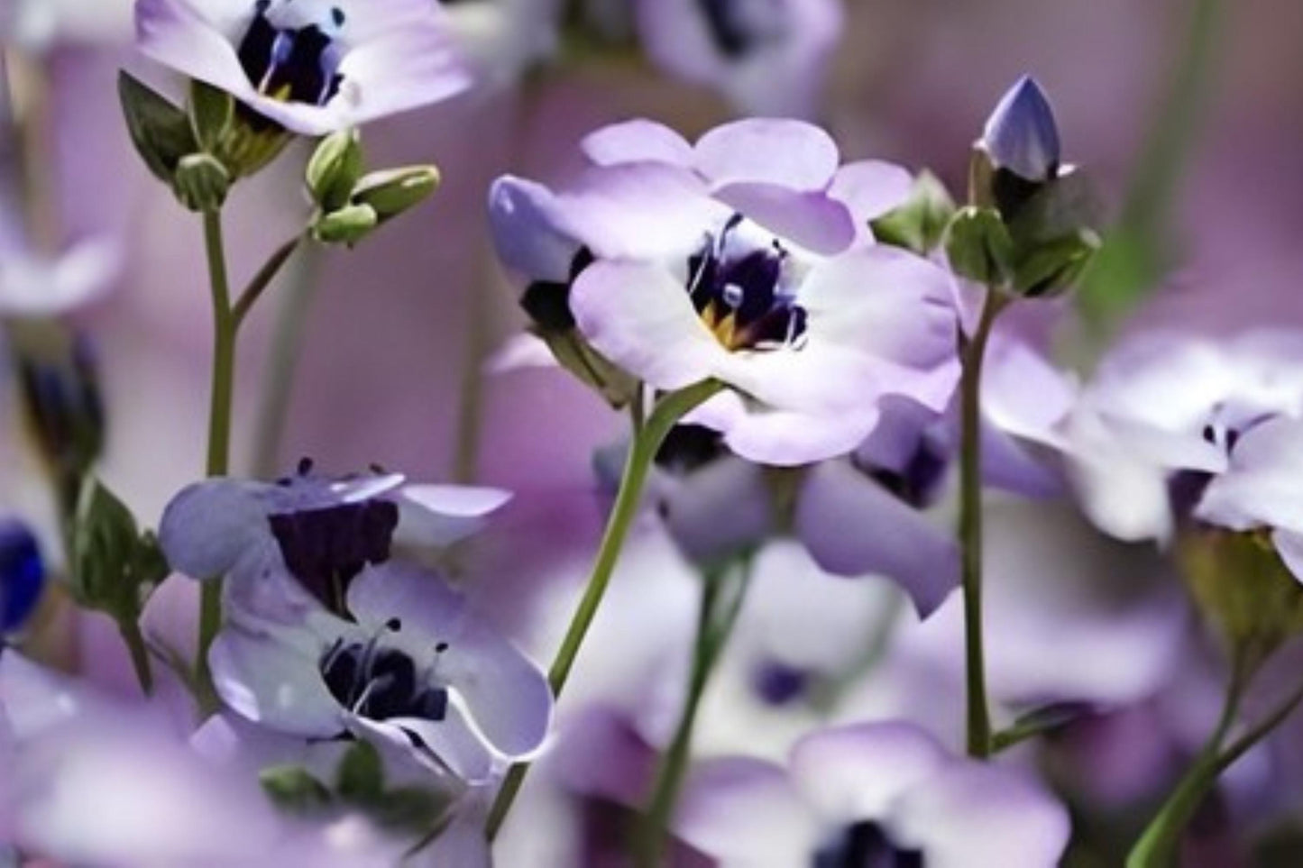 Bird’s Eyes Seeds (100) | Gilia tricolor | Blue, White, Purple Wildflower for Pollinator Gardens and Borders