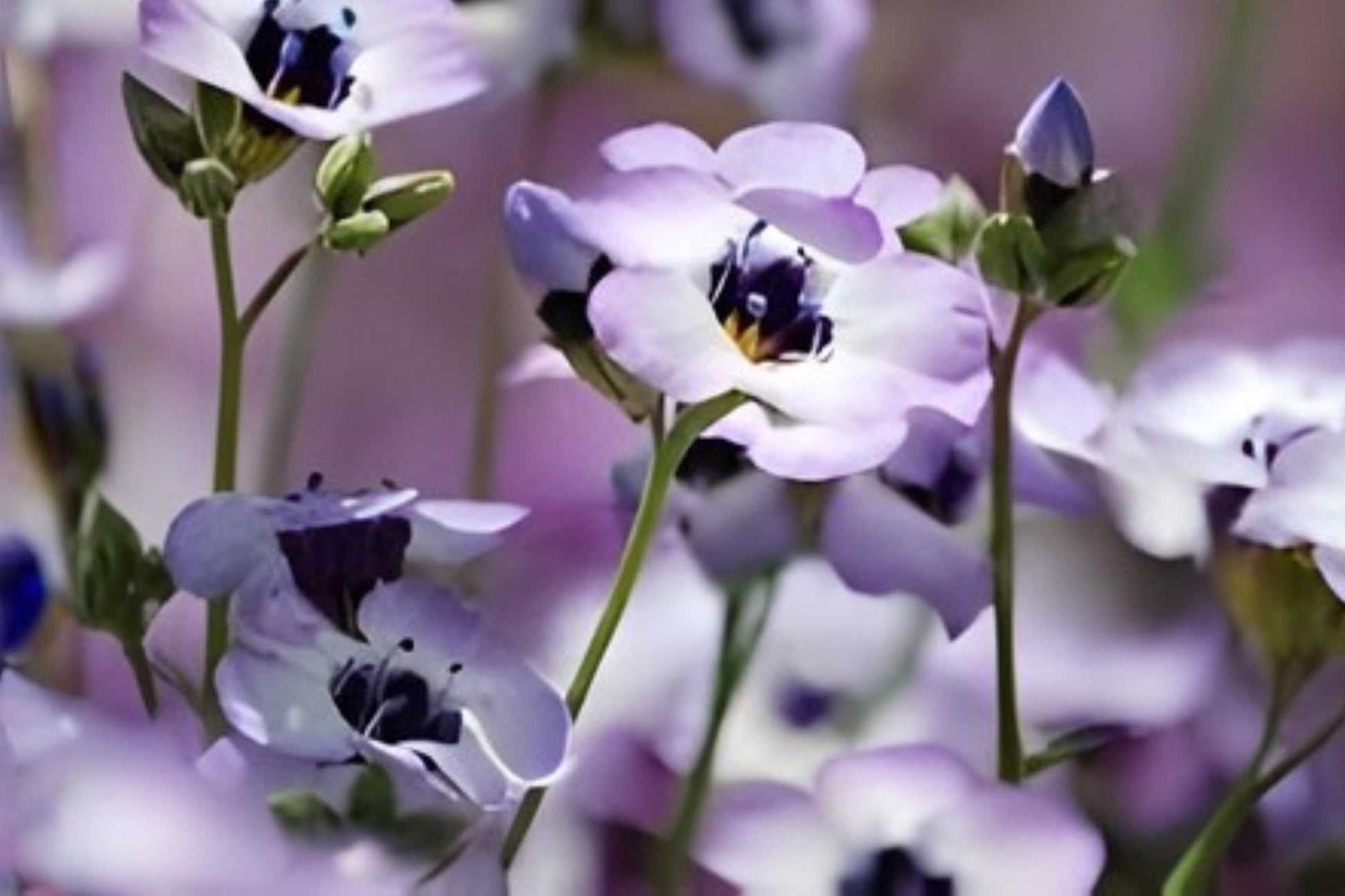 Bird’s Eyes Seeds (100) | Gilia tricolor | Blue, White, Purple Wildflower for Pollinator Gardens and Borders
