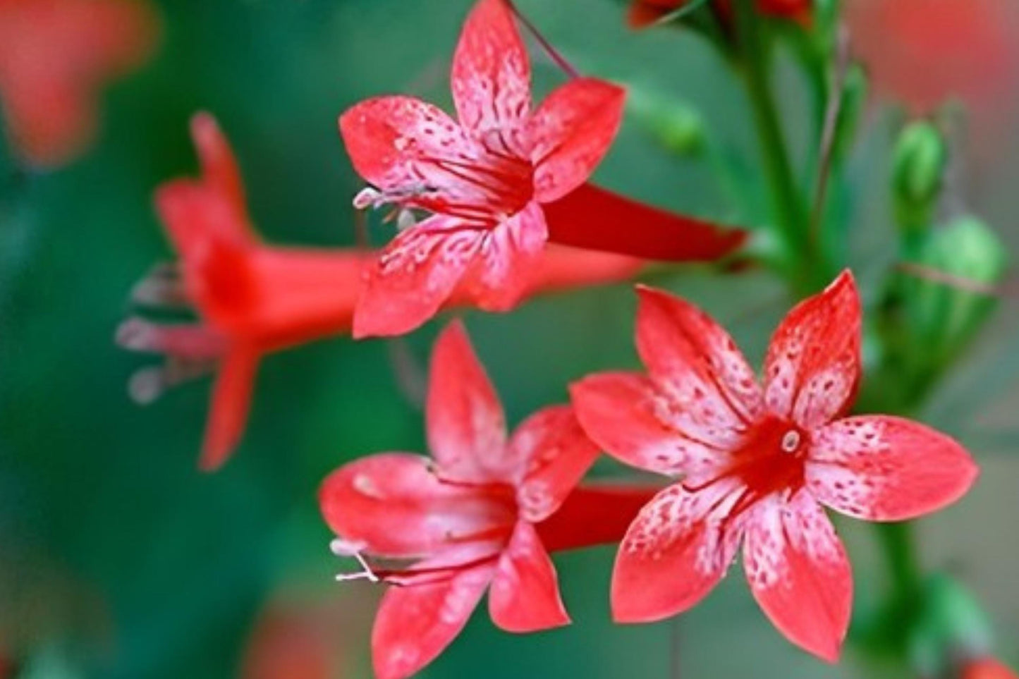 Standing Cypress Seeds - 100 Red Flower Seeds for Hummingbirds - Ipomopsis rubra - Drought Tolerant Wildflower for Sunny Gardens