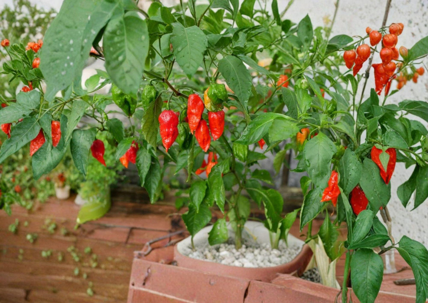 Ghost Pepper Seeds - 25+ Non-GMO Bhut Jolokia Heirloom Super Hot Chili Capsicum Garden Seeds - Extremely Hot