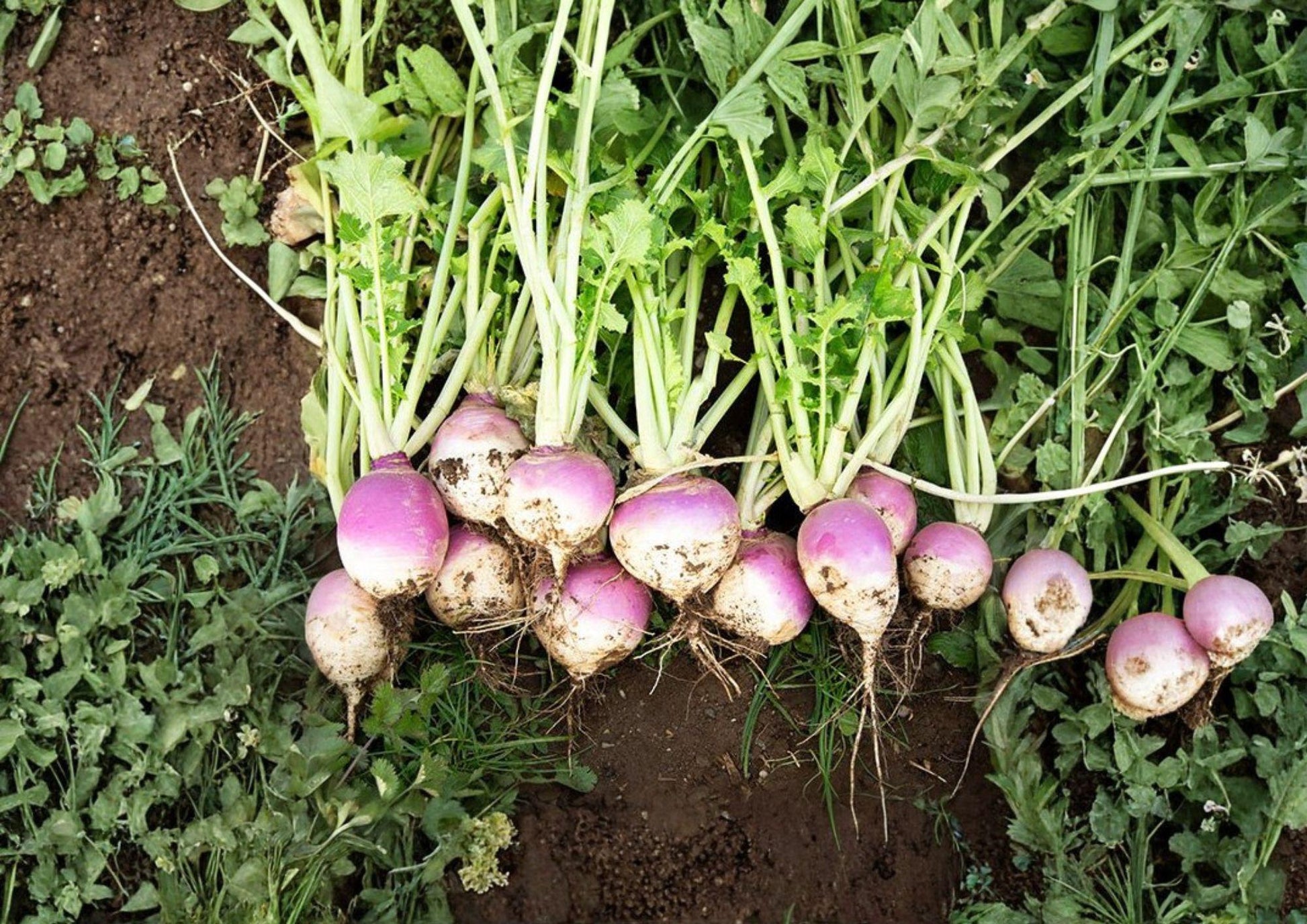 500 Heirloom Purple Top White Globe Turnip Seeds, Non-GMO Brassica Rapa, Fast Growing Cool Season Crop for Garden Planting