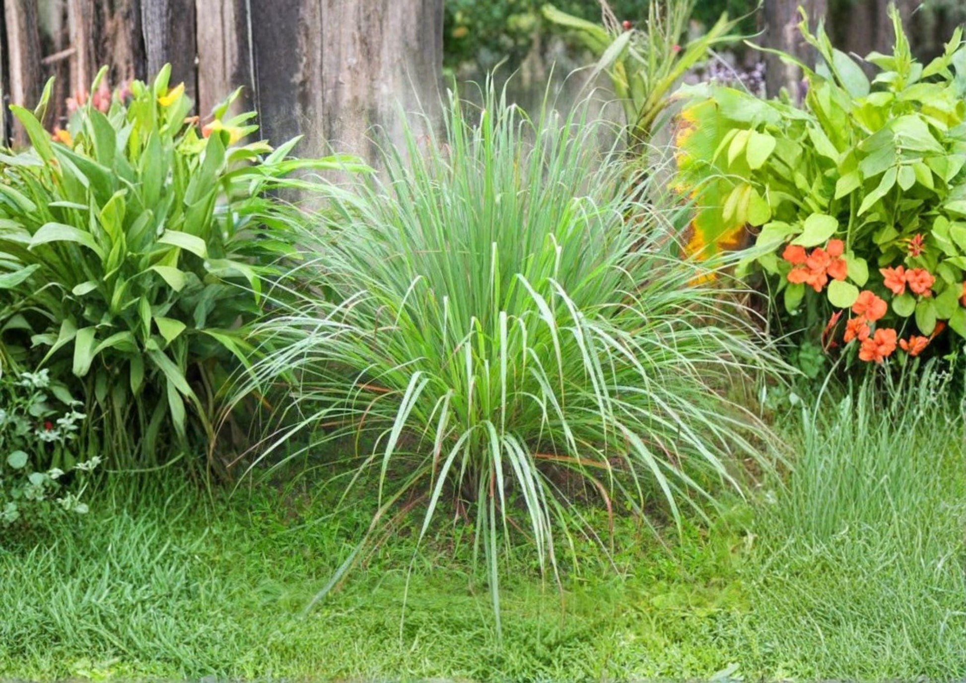 Lemongrass Seeds 50+ Non-GMO Heirloom Cymbopogon Citratus Aromatic Culinary Medicinal Garden Planting Seeds