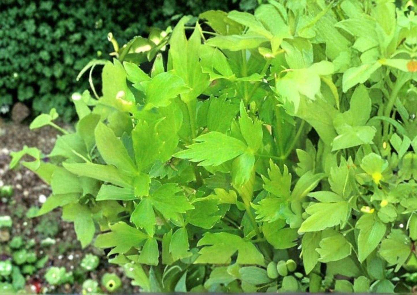Lovage Seeds - 200+ Heirloom Non-GMO Medicinal Culinary Herb Seeds (Levisticum Officinale) - Aromatic Perennial Garden Planting