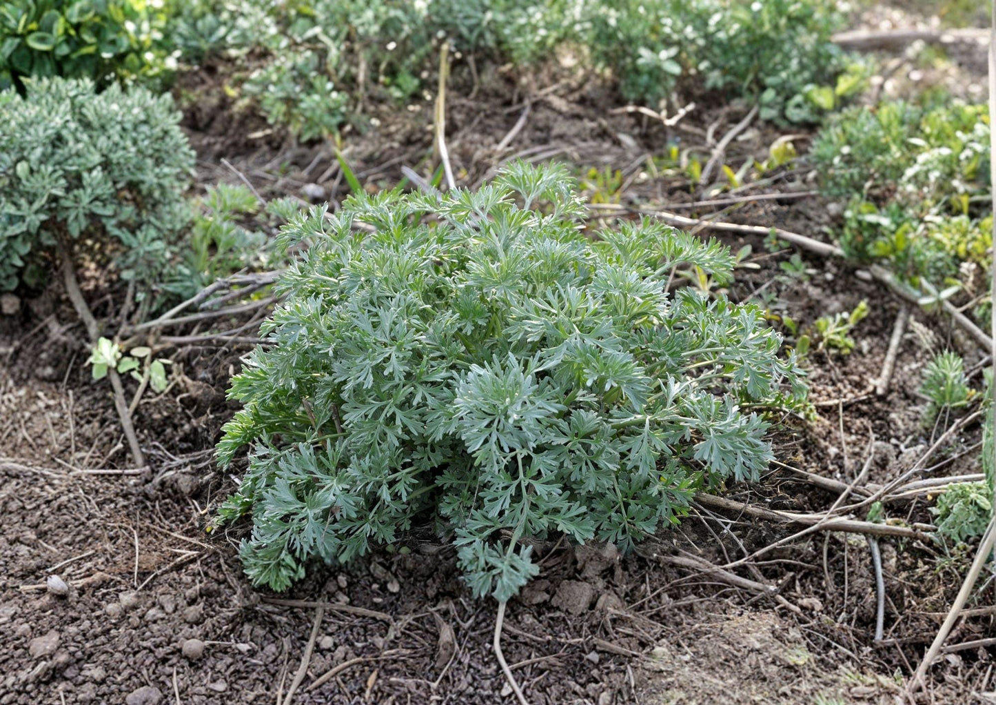 Wormwood Seeds - 1000+ Heirloom Non-GMO Artemisia Absinthium Perennial Medicinal Herb for Garden - Fast Growing Silver Foliage