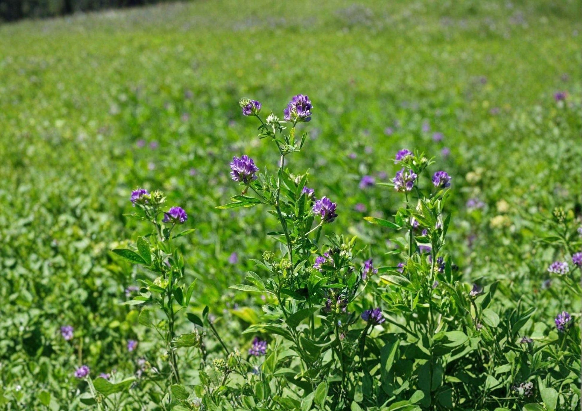 Alfalfa Seeds 1600 Count Non-GMO Heirloom Medicago Sativa Cover Crop Forage Plant Pollinator Friendly Garden Seeds