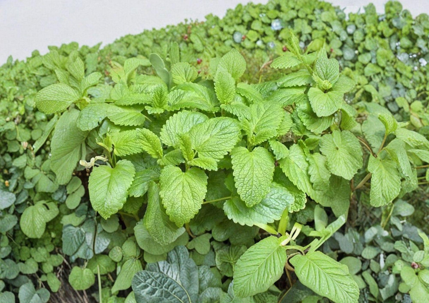 Lemon Balm Seeds 1000+ Heirloom Non-GMO Medicinal Herb Seeds Melissa Officinalis Aromatic Perennial Garden Planting