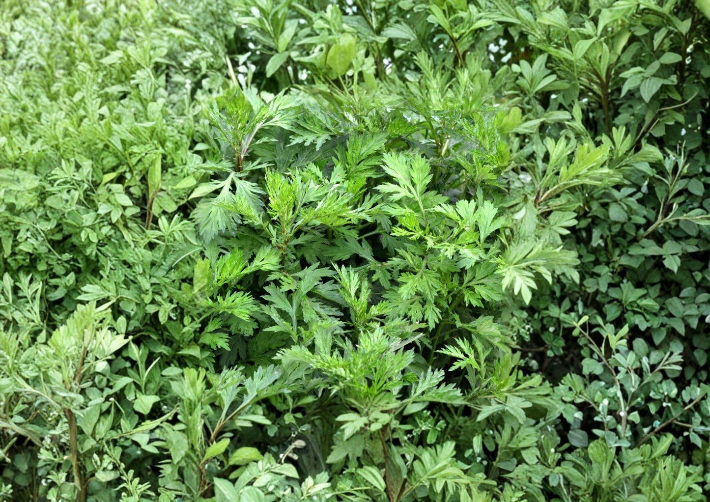 Mugwort Seeds - 1000+ Heirloom Non-GMO Artemisia Vulgaris - Medicinal Culinary Herb for Garden Planting