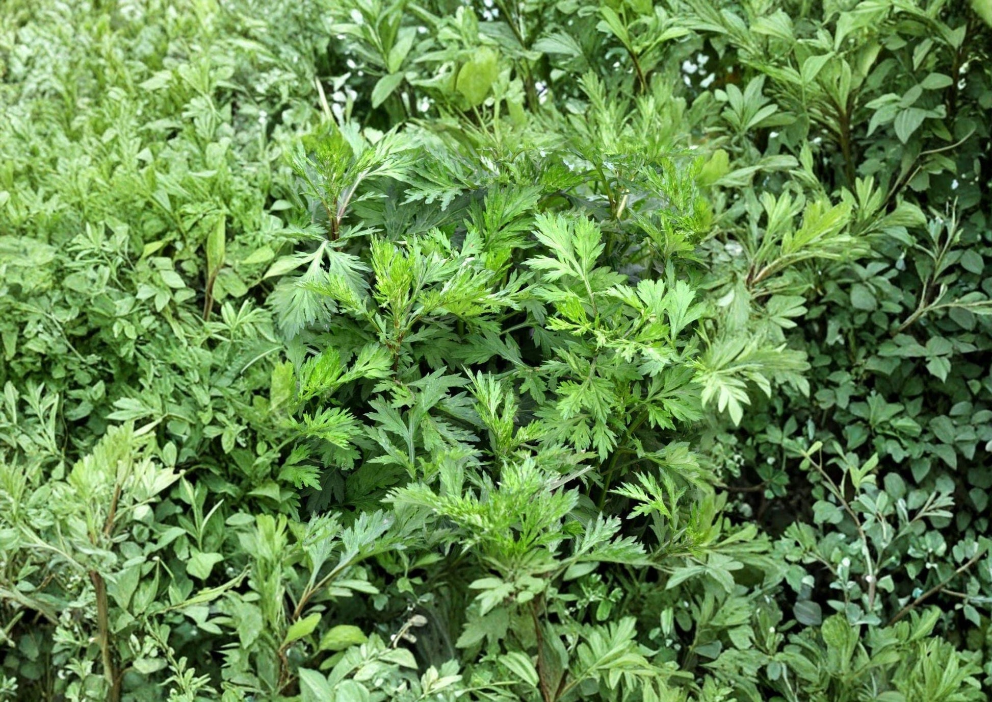 Mugwort Seeds - 1000+ Heirloom Non-GMO Artemisia Vulgaris - Medicinal Culinary Herb for Garden Planting