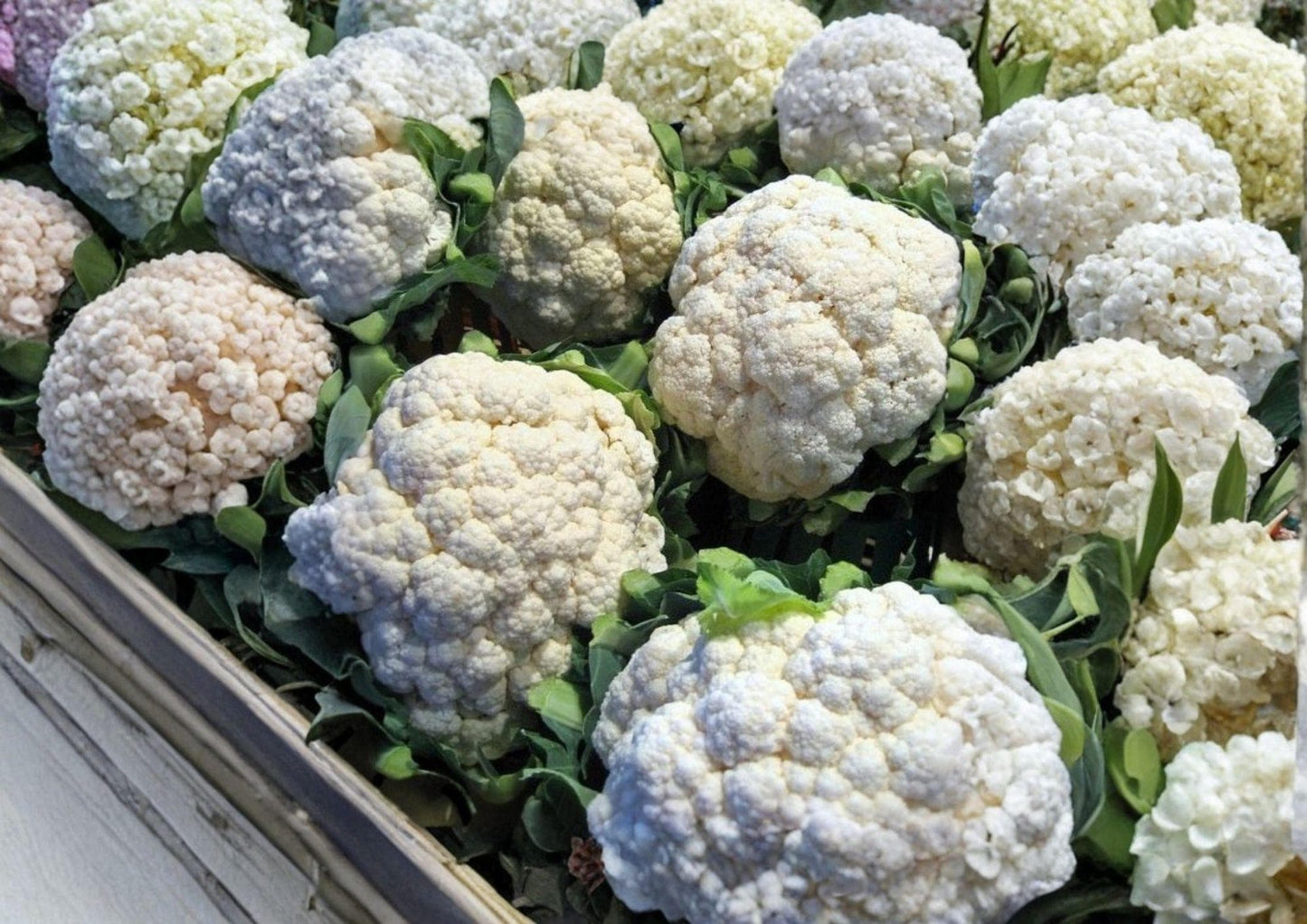 400+ Self Blanching Cauliflower Seeds - Heirloom Non-GMO Brassica Oleracea - White Head Vegetable Seeds for Cool Season Gardening