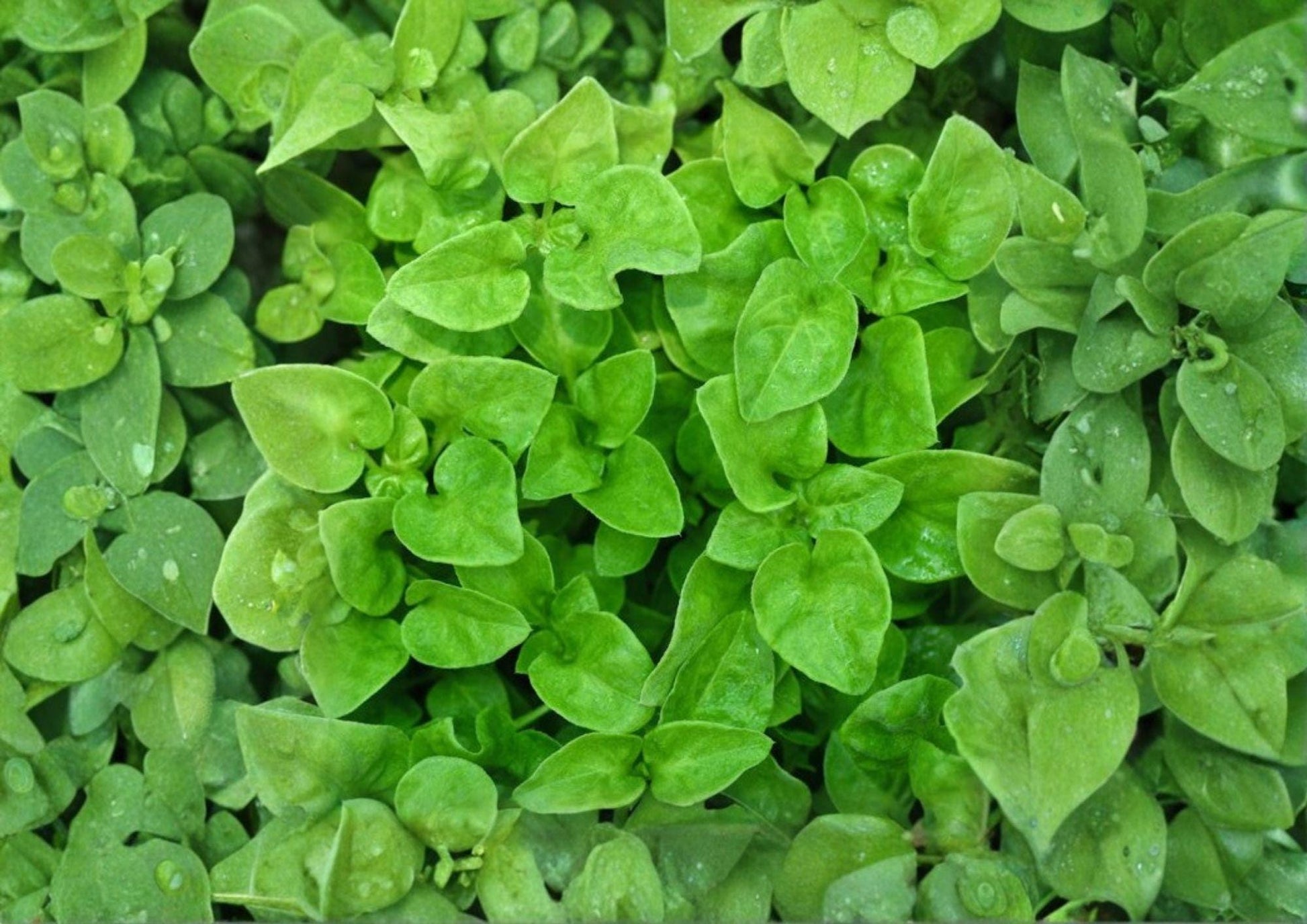 Watercress Seeds - 1000+ Heirloom Non-GMO Aquatic Herb, Peppery Leafy Green, Nasturtium Officinale for Garden Planting