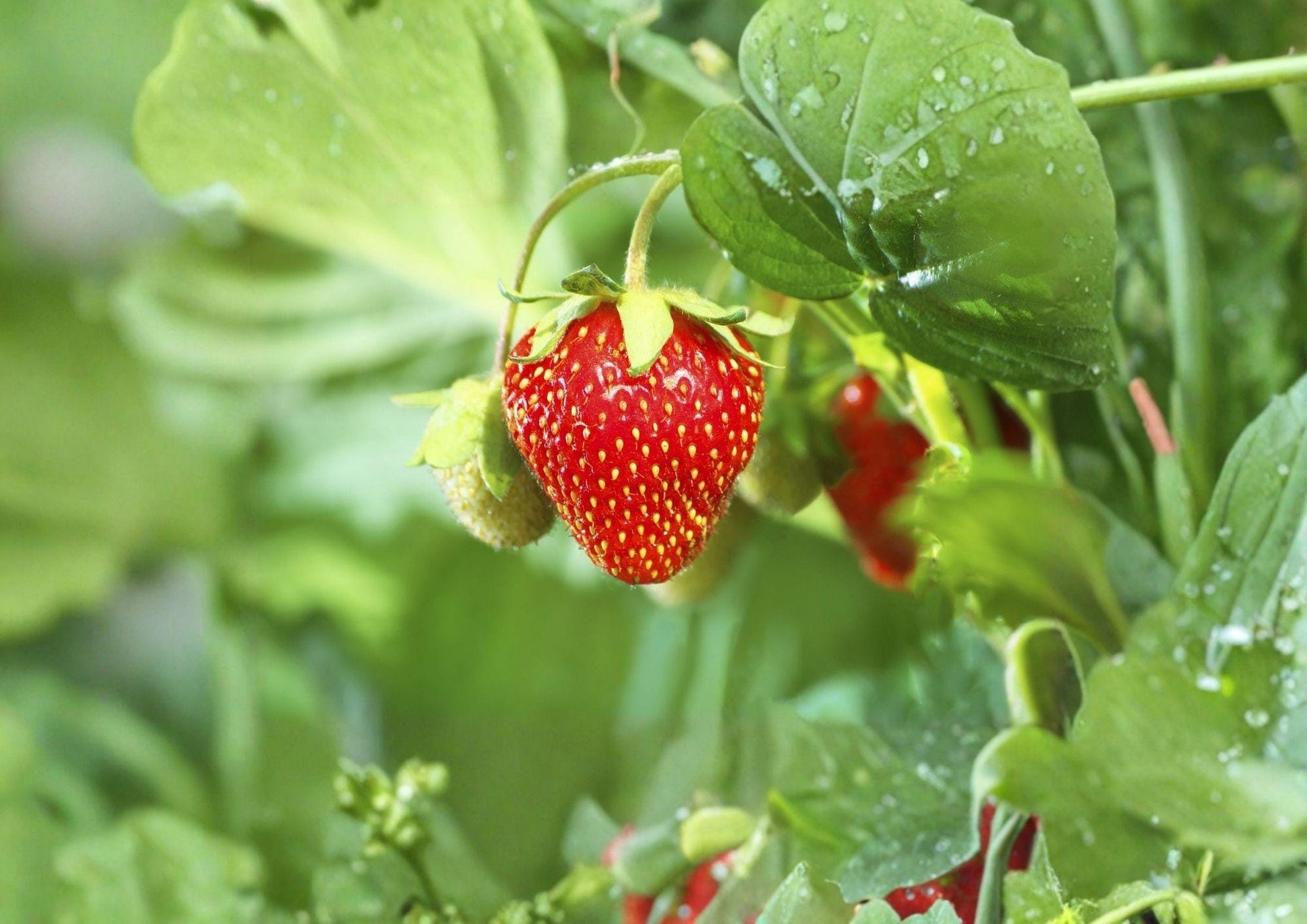 25+ Non-GMO Heirloom Strawberry Seeds - Sweet Berry Planting Seeds - Fragaria - Perennial Garden Vegetable Seeds