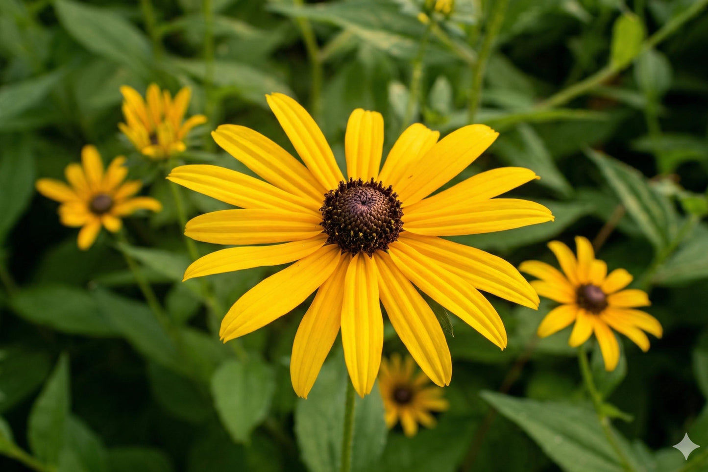 Black-eyed Susan Seeds (400) - Rudbeckia hirta, Bright Yellow Wildflower for Prairie Gardens and Pollinator Habitats