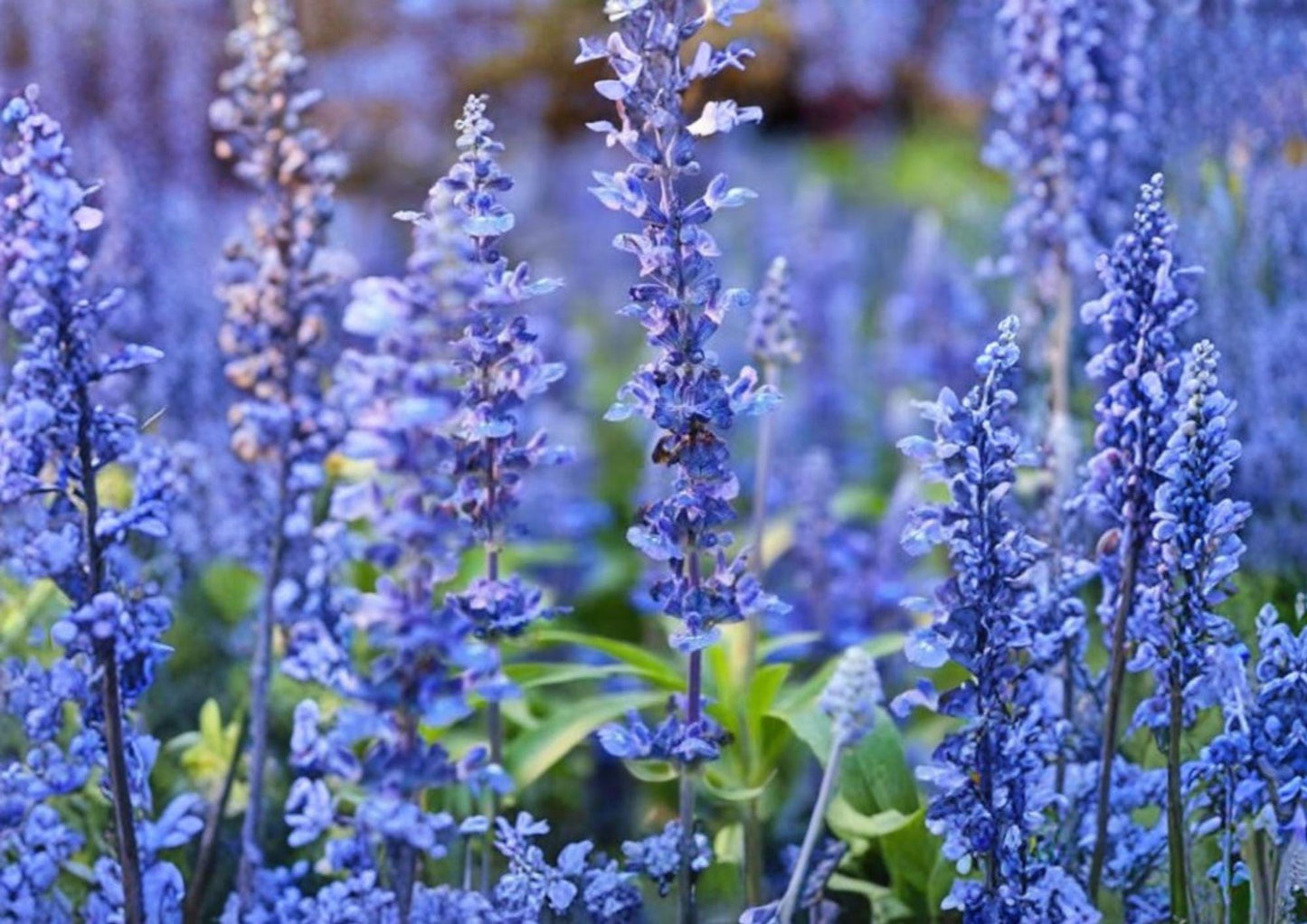 Hyssop Seeds - 800+ Heirloom Non-GMO Hyssopus Officinalis Perennial Medicinal Herb for Pollinator Hummingbird Gardens
