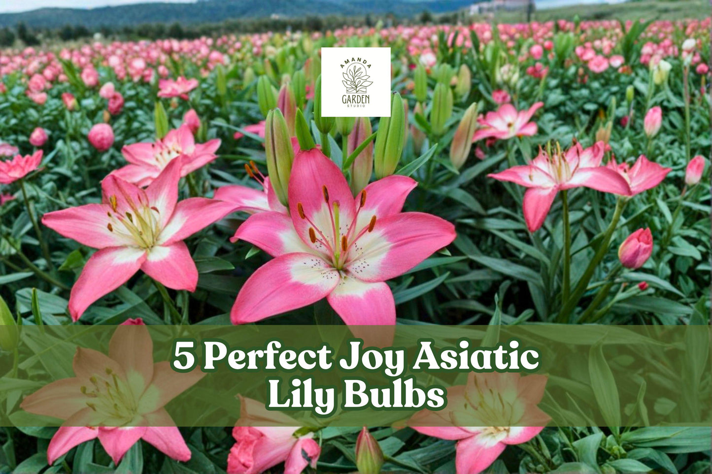 5 Pink Asiatic Lily Bulbs - Perfect Joy (Lilium spp.) - Easy to Grow, Vibrant Blooms for Garden Beds & Cut Flowers