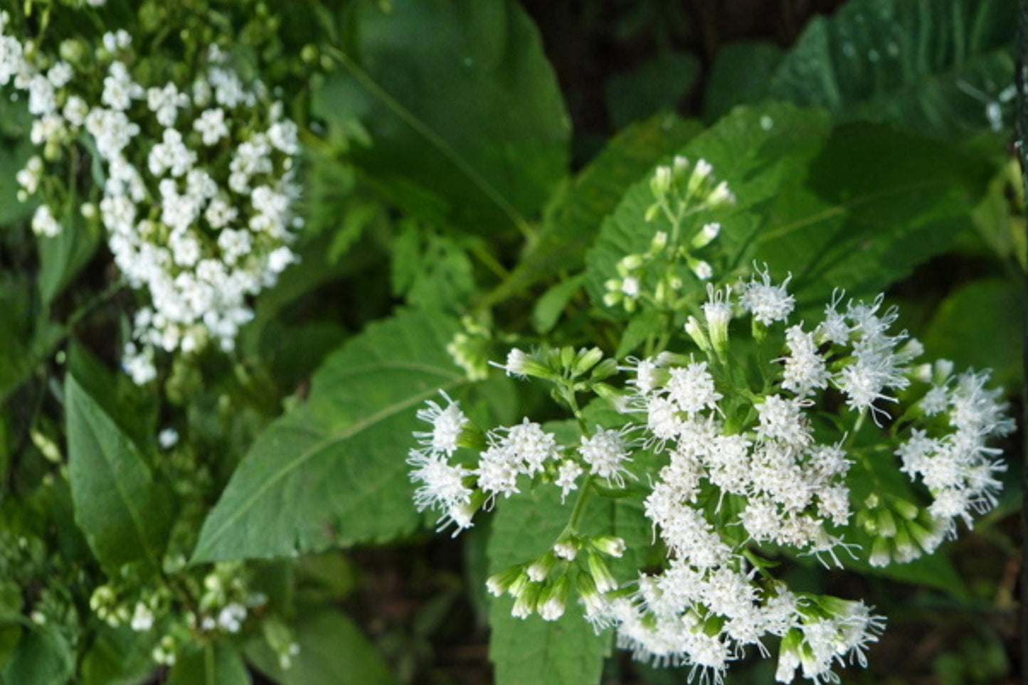 White Snakeroot Seeds, 100 Pack, Ageratina altissima, Perennial Herbaceous Wildflower for Shade Gardens