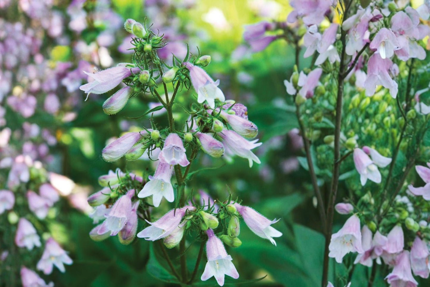 Calico Beardtongue Seeds - 100 Count - Pink to Lavender Tubular Flowers - Penstemon calycosus - Herbaceous Perennial for Gardens
