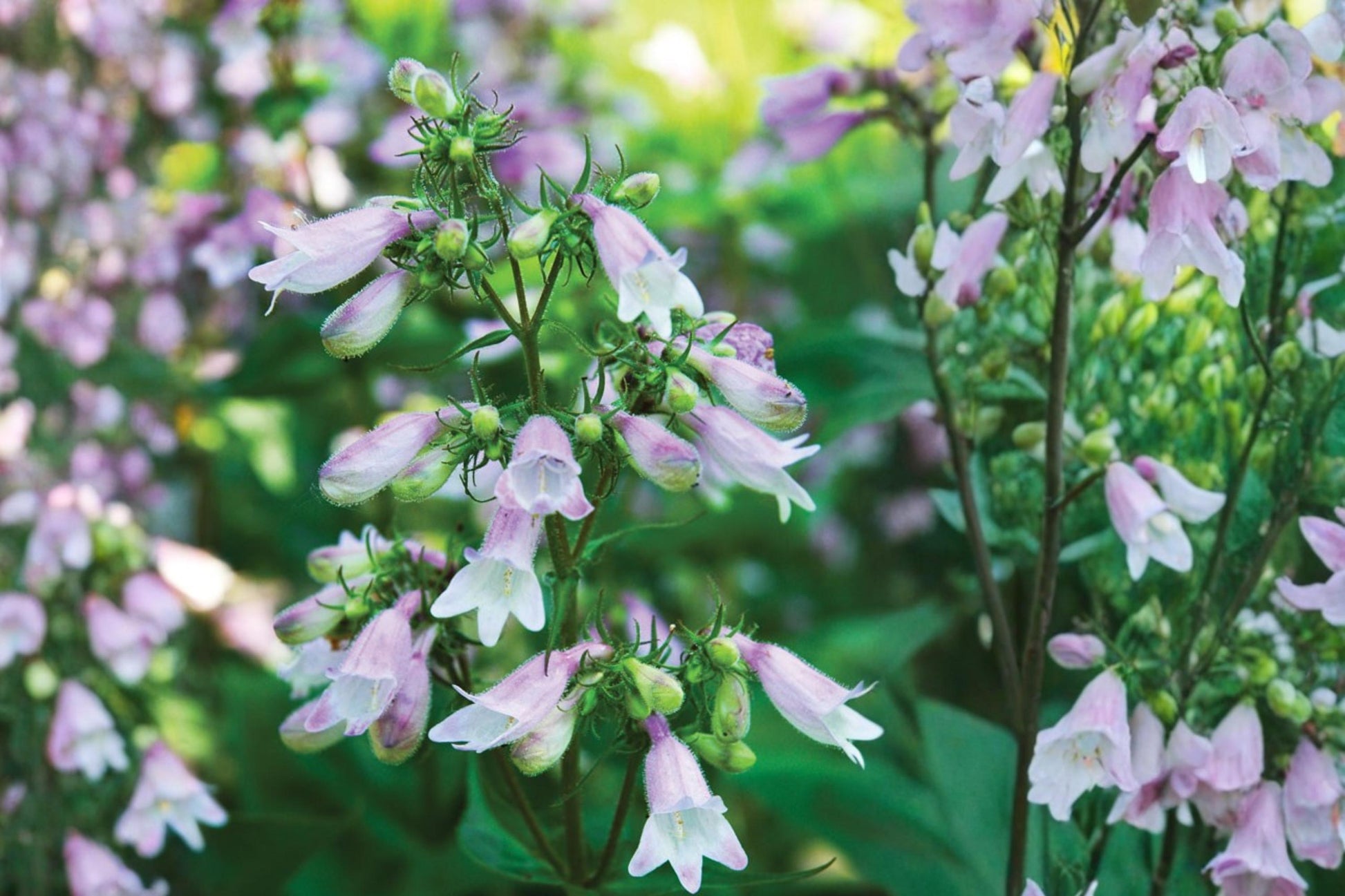 Calico Beardtongue Seeds - 100 Count - Pink to Lavender Tubular Flowers - Penstemon calycosus - Herbaceous Perennial for Gardens