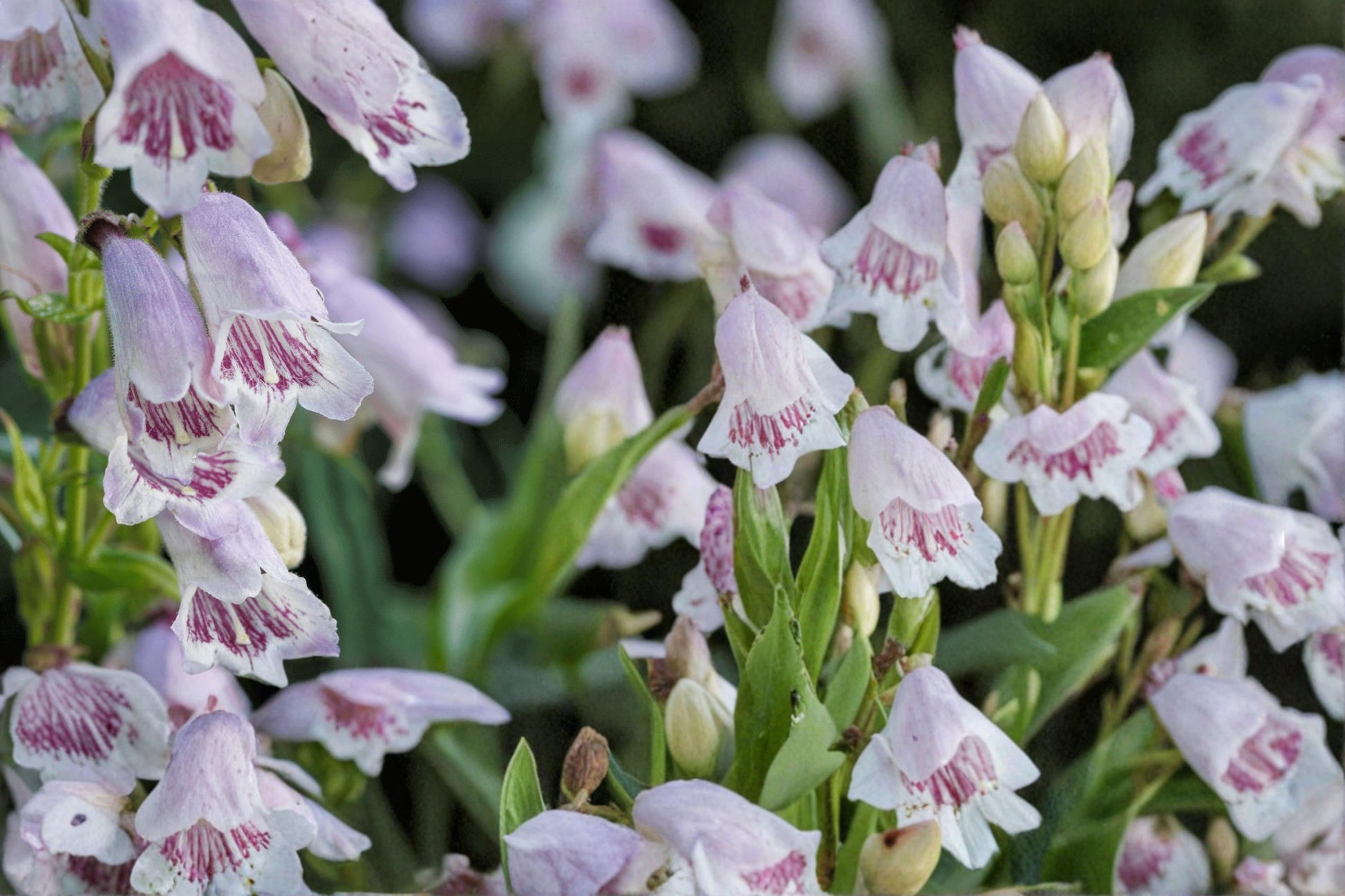 Foxglove Beardtongue Seeds 100 Count - White/Pink Tubular Flowers - Penstemon digitalis - Perennial Wildflower for Garden Borders