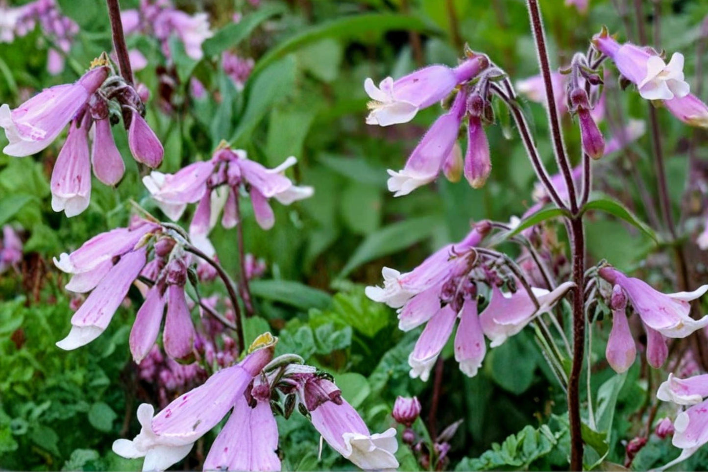 Hairy Beardtongue Seeds - 100 Count - Lavender Tubular Flowers - Penstemon hirsutus - Native Perennial for Wildflower Gardens
