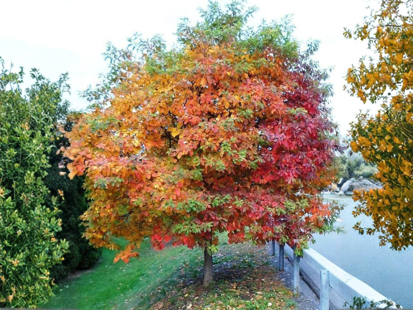Sassafras Bare Root Trees - 2 Pack, Fragrant Native Deciduous Variety, Sassafras albidum for Wildlife Gardens