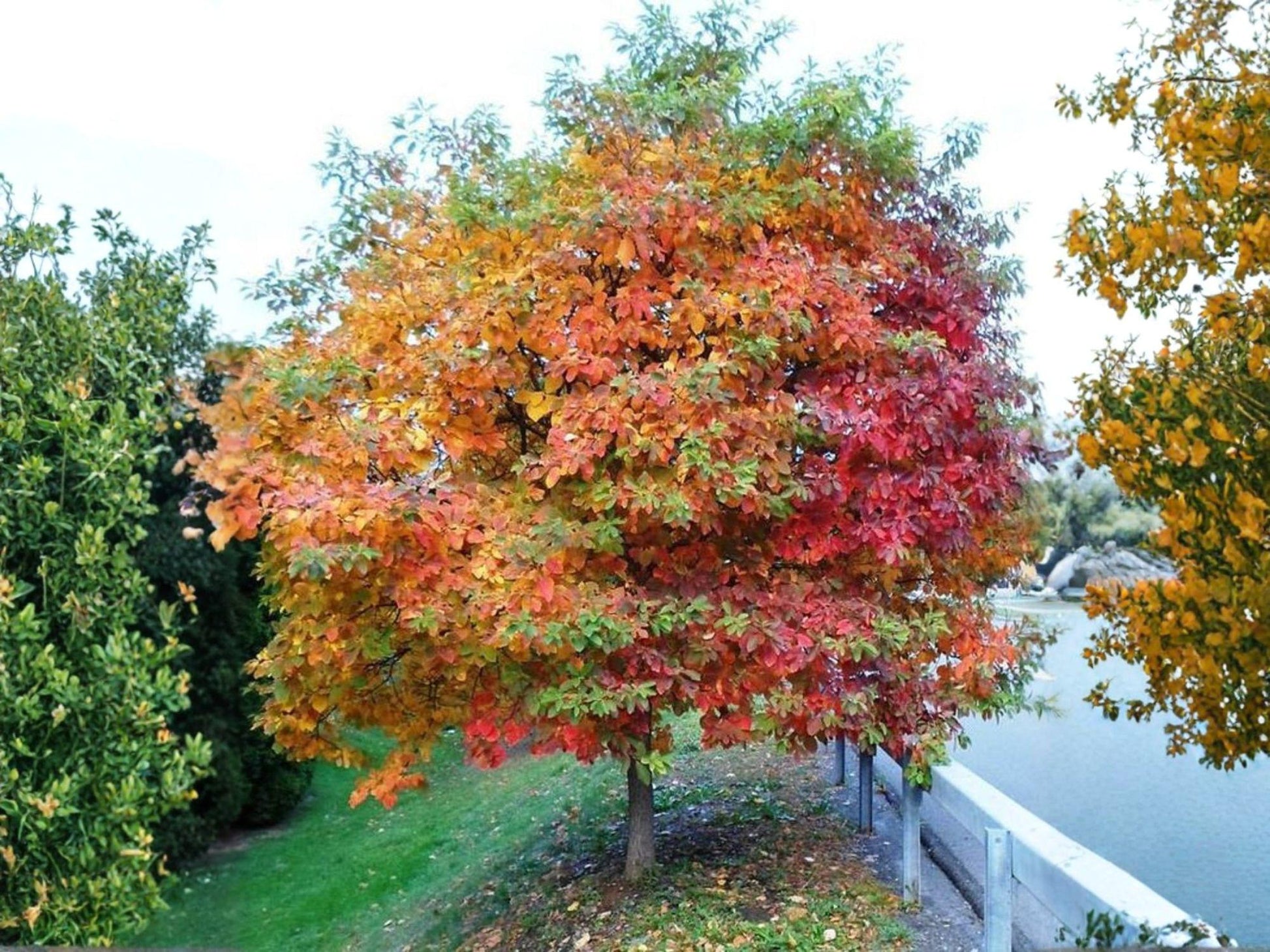 Sassafras Bare Root Trees - 2 Pack, Fragrant Native Deciduous Variety, Sassafras albidum for Wildlife Gardens