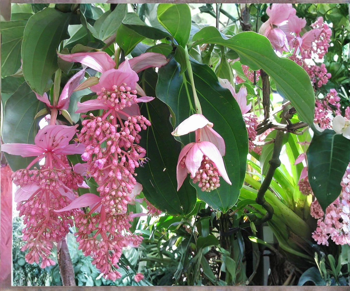 Medinilla Magnifica 'Zenz' Starter Plant - Pink Chandelier Tropical Houseplant - Live Medinilla Magnifica for Indoor Decor
