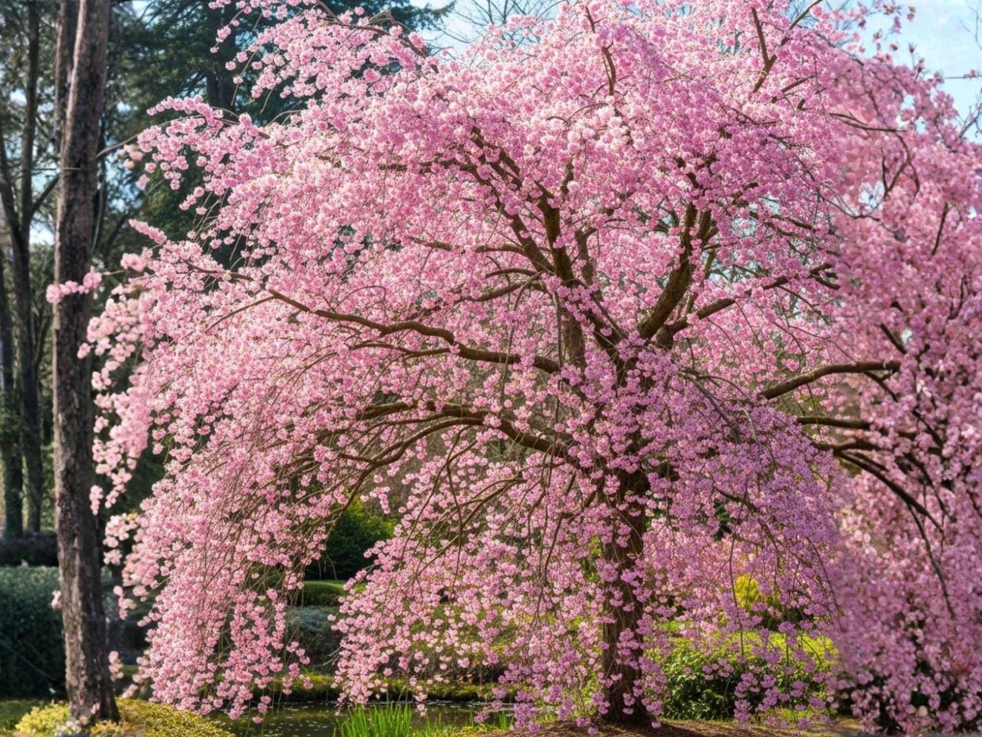Autumnalis Cherry Tree 2 ft Bare Root Pink Double Bloom Prunus subhirtella ‘Autumnalis’ Ornamental Garden Plant