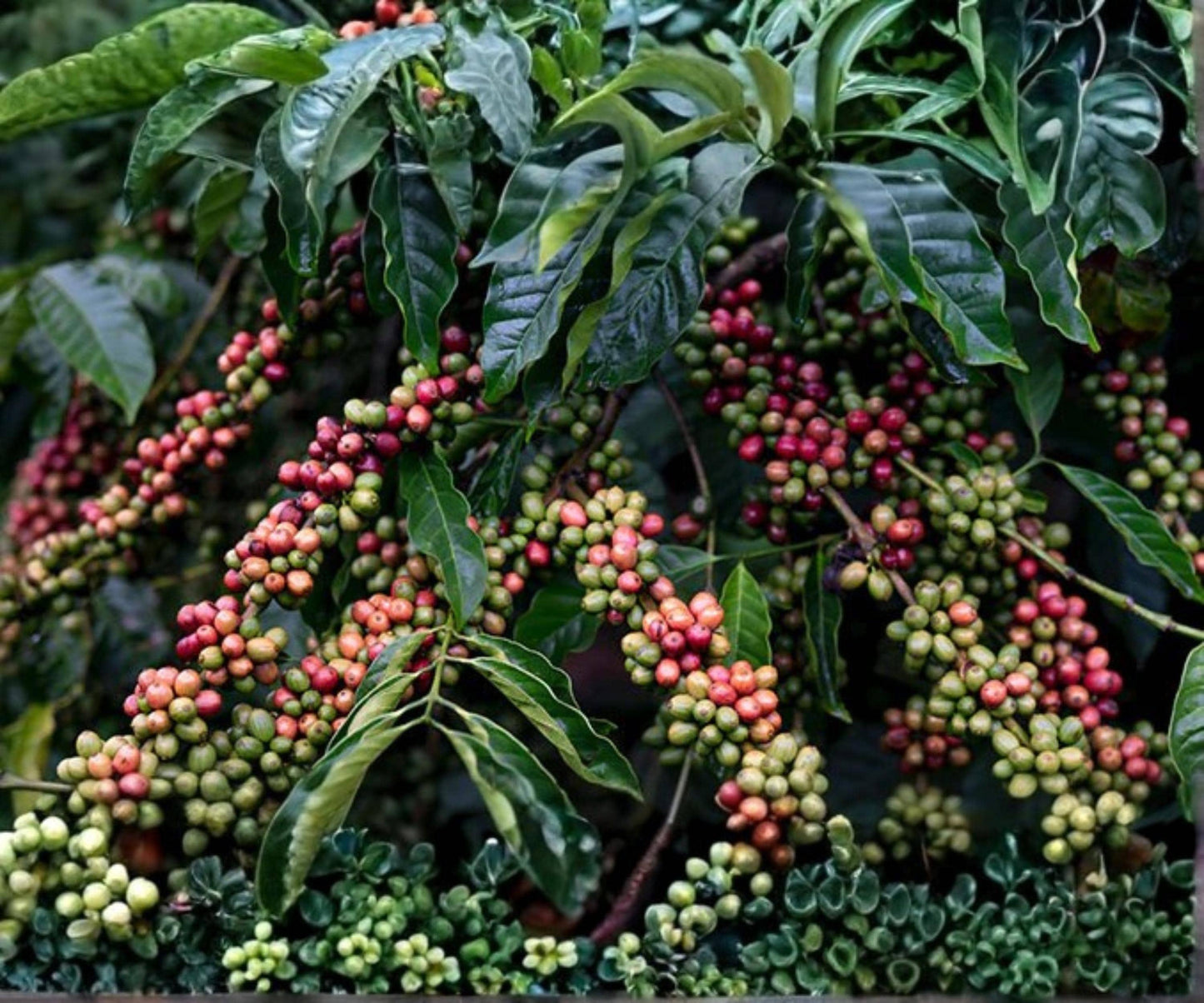 Arabica Coffee Plant - Live Starter 2-6" - Coffea arabica - Tropical Indoor Houseplant with Glossy Green Leaves