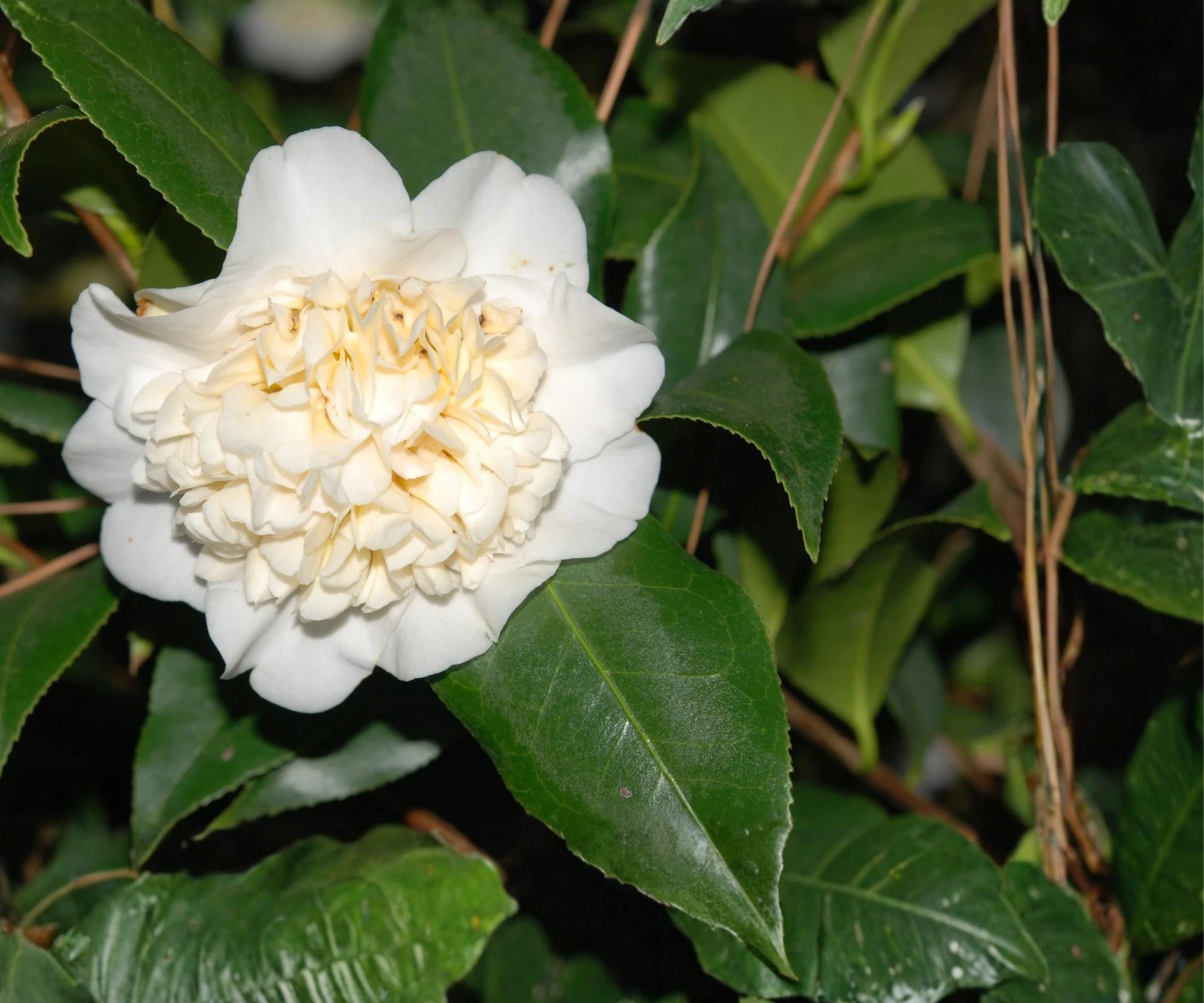 Live Camellia Japonica 'Jury's Yellow' Starter Plant - Rare Pale Yellow Evergreen Flowering Shrub - 3" Pot