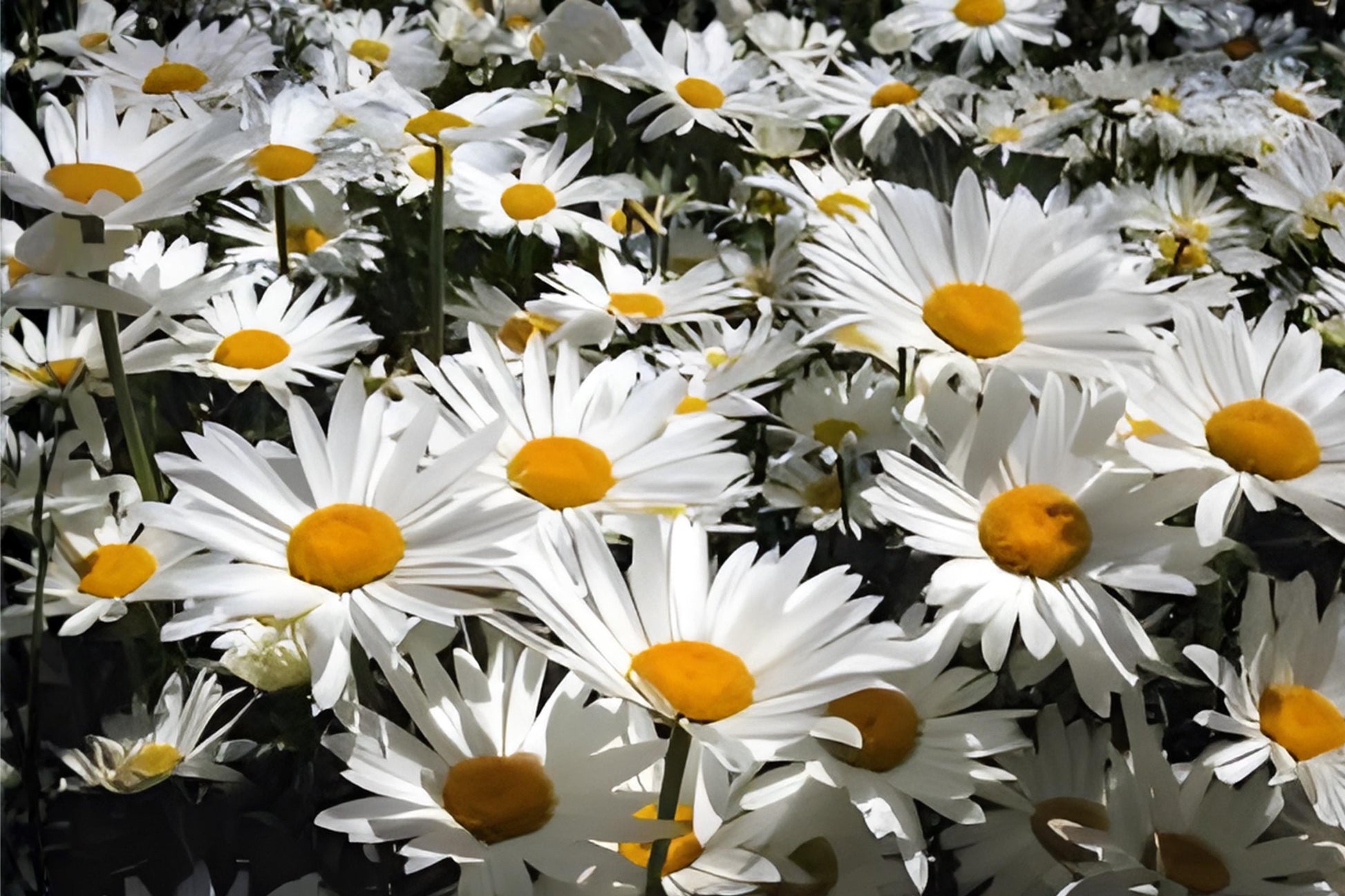 Shasta Daisy Seeds (100) | White Flowers for Gardens | Chrysanthemum maximum | Easy to Grow & Long Blooming