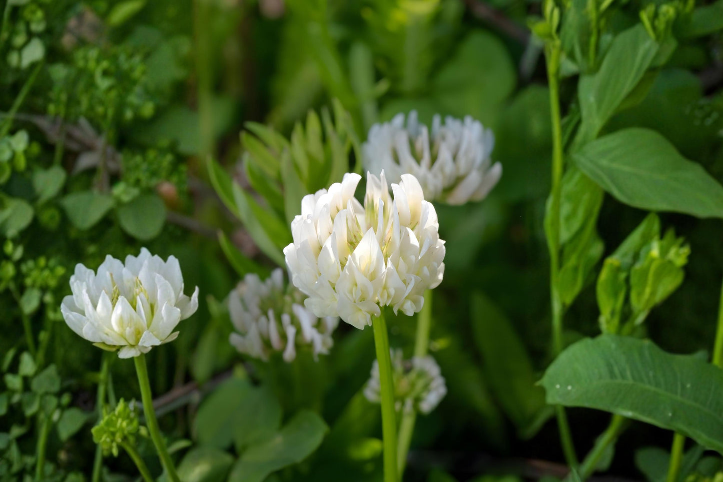 Berseem Clover Seeds (100) | Egyptian Clover | Trifolium alexandrinum | Fast-Growing Forage Crop & Nitrogen Fixer
