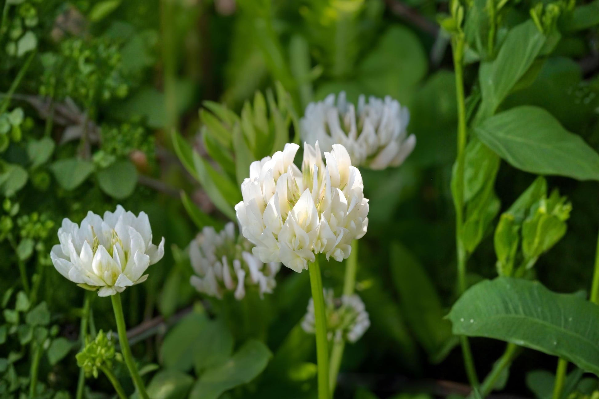 Berseem Clover Seeds (100) | Egyptian Clover | Trifolium alexandrinum | Fast-Growing Forage Crop & Nitrogen Fixer