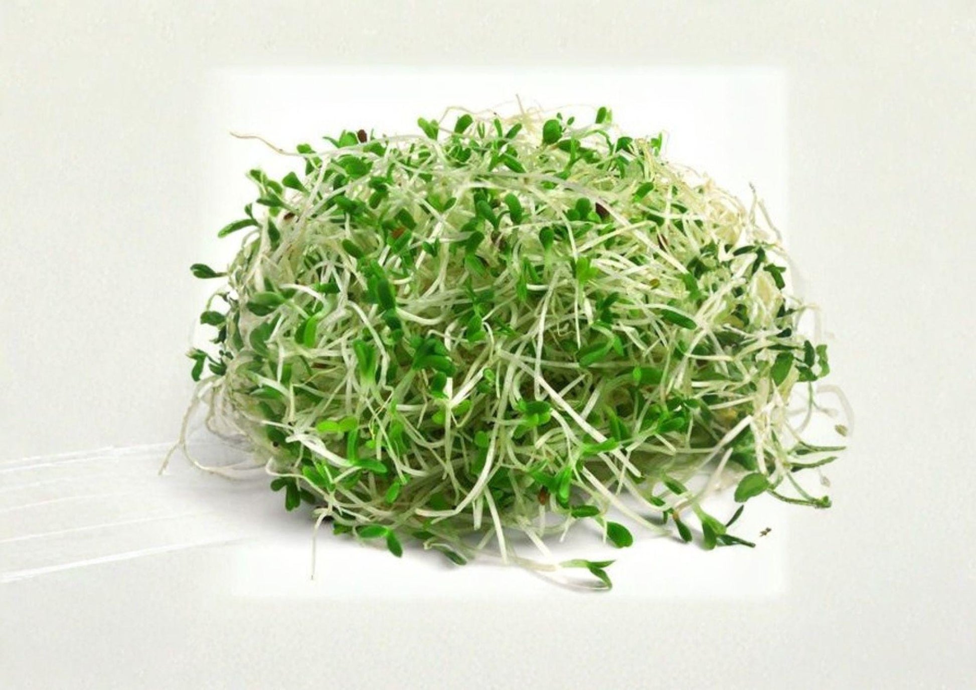 Alfalfa Sprouting Seeds 1500+ Organic Non-GMO Medicago Sativa Microgreens Superfood Garden Seeds Healthy Sprouts