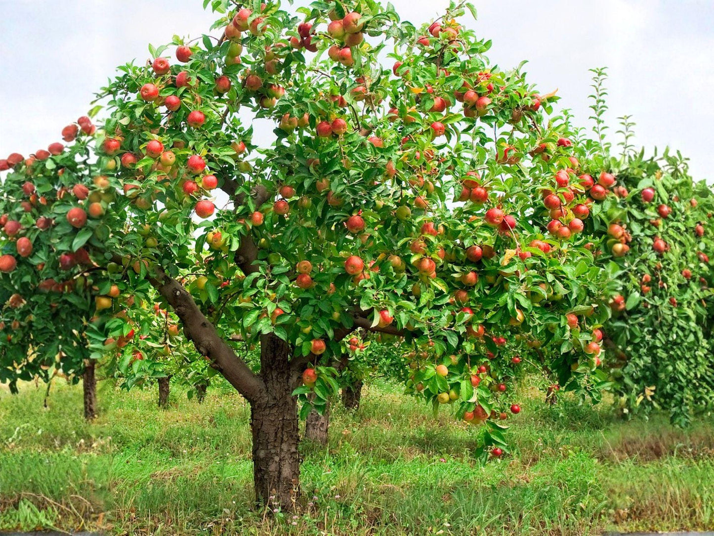 Red Delicious Apple Tree 2 ft Bare Root Semi-Dwarf Malus domestica Sweet Fruit for Home Orchard and Garden Planting