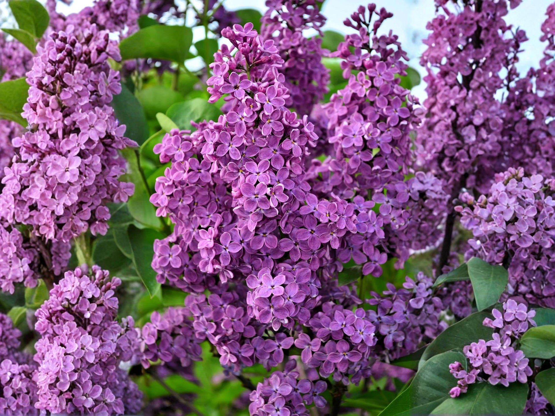 Old Fashioned Lilac Shrubs - 2 Bare Root Fragrant Purple Bloom Plants, Syringa vulgaris, Cottage Garden Perennial