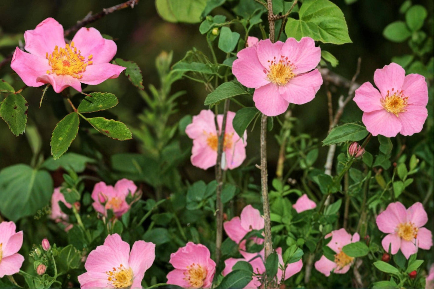 Swamp Rose Seeds - 30 Pack - Rosa palustris - Pink Flowering Deciduous Shrub for Wetlands and Marsh Gardens
