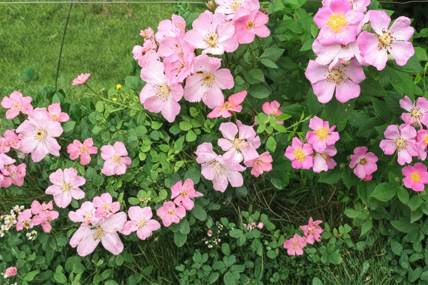 Illinois Rose Seeds - 30 Pack - Pink Climbing Shrub - Rosa setigera - Native Perennial for Trellises and Gardens