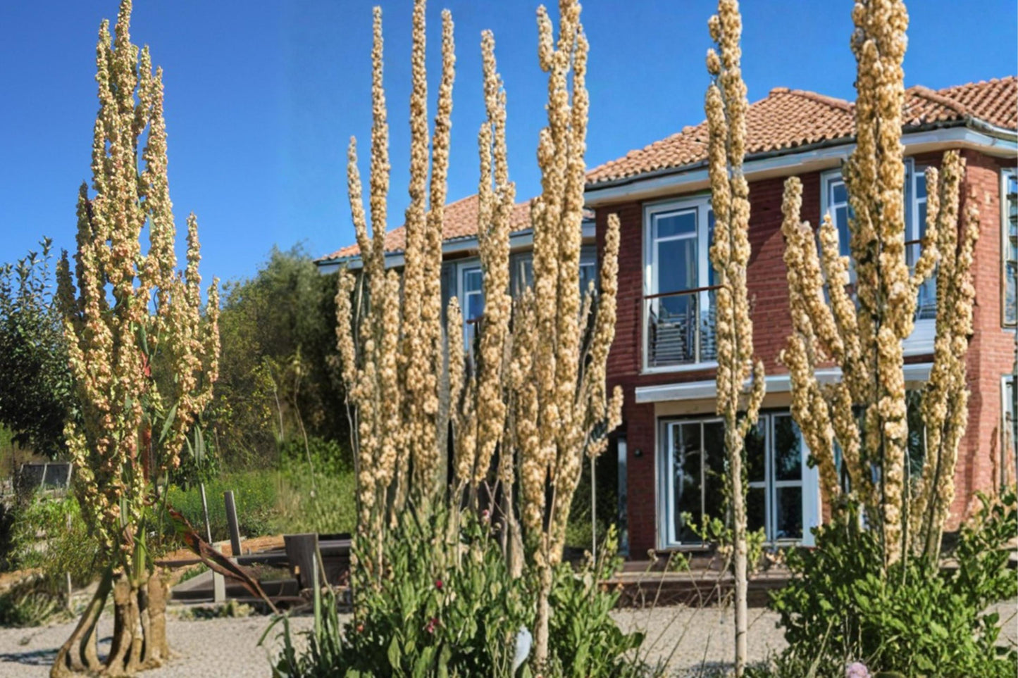 Great Water Dock Seeds 100 Count - Rumex orbiculatus - Moisture-Loving Herbaceous Perennial for Wetland Landscapes