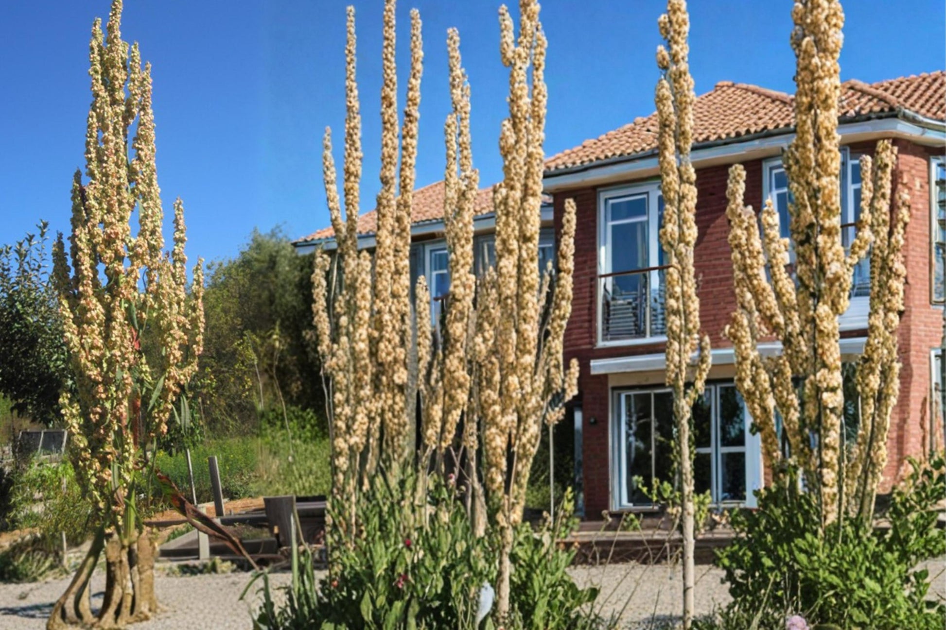 Great Water Dock Seeds 100 Count - Rumex orbiculatus - Moisture-Loving Herbaceous Perennial for Wetland Landscapes