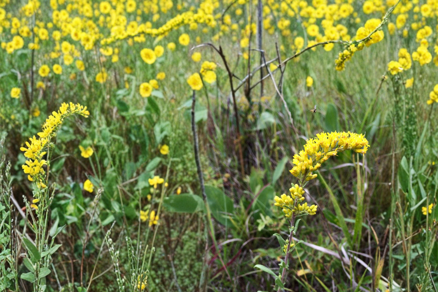 Old Field Goldenrod Seeds - 100 Seeds - Solidago nemoralis - Yellow Wildflower for Meadows and Prairie Gardens