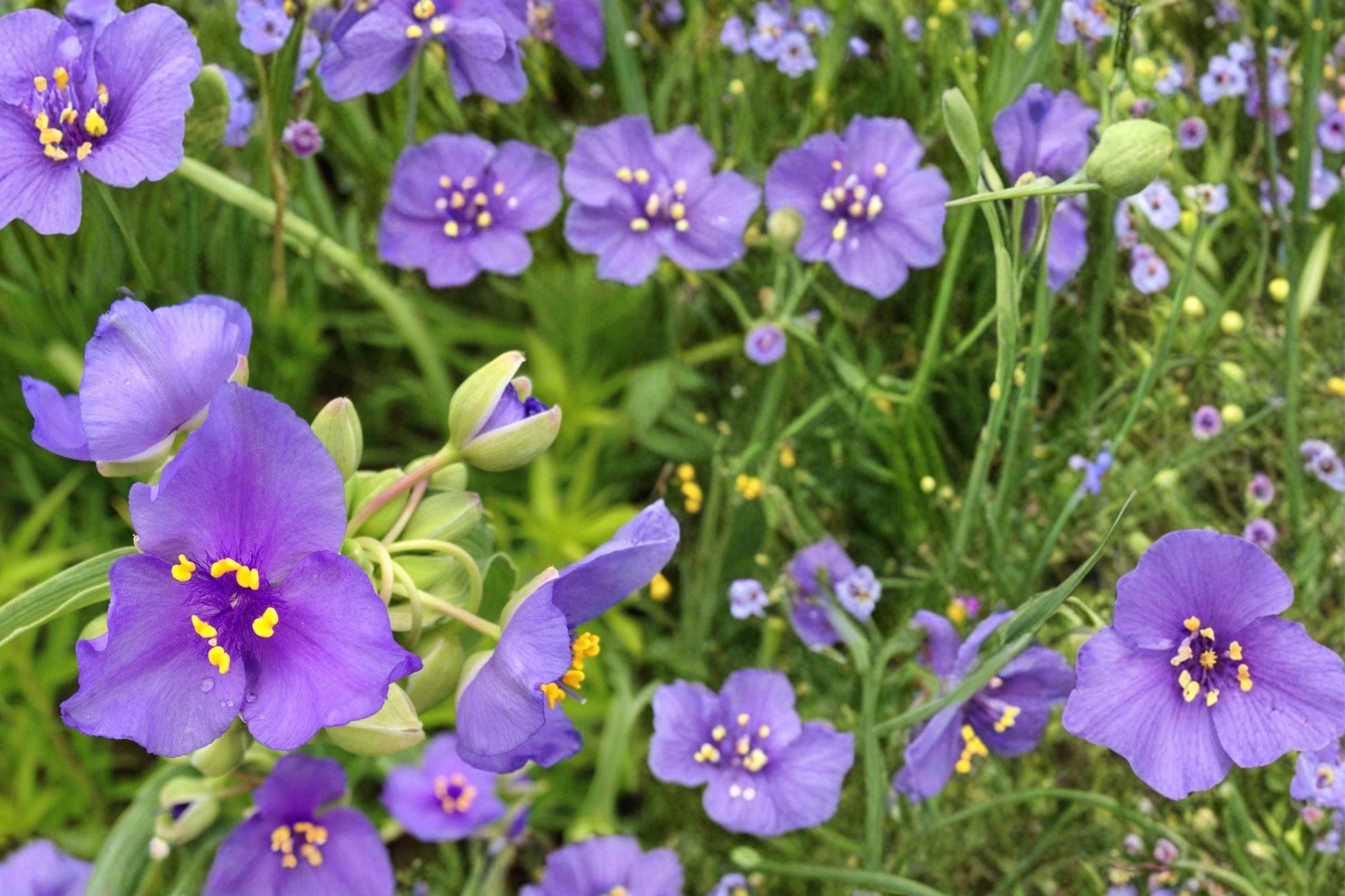 Ohio Spiderwort Seeds - 25 Count - Blue to Violet Wildflower - Tradescantia ohiensis - Native Perennial for Prairie Gardens