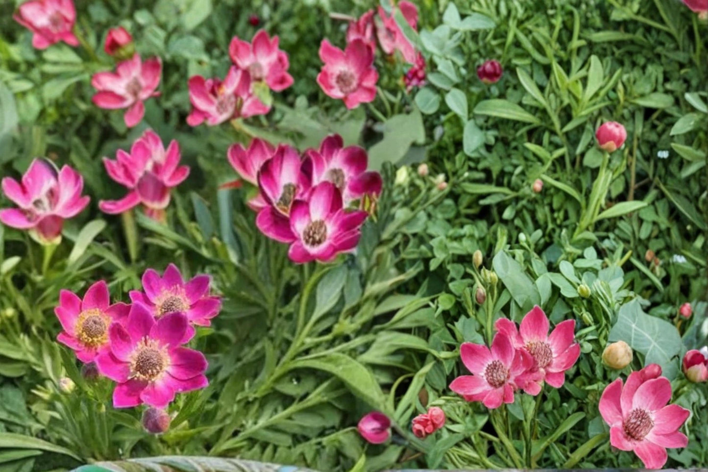 Windflower Seeds - 100 Anemone multifida - Hardy Perennial with White to Red Cup-Shaped Flowers for Rock Gardens & Meadows