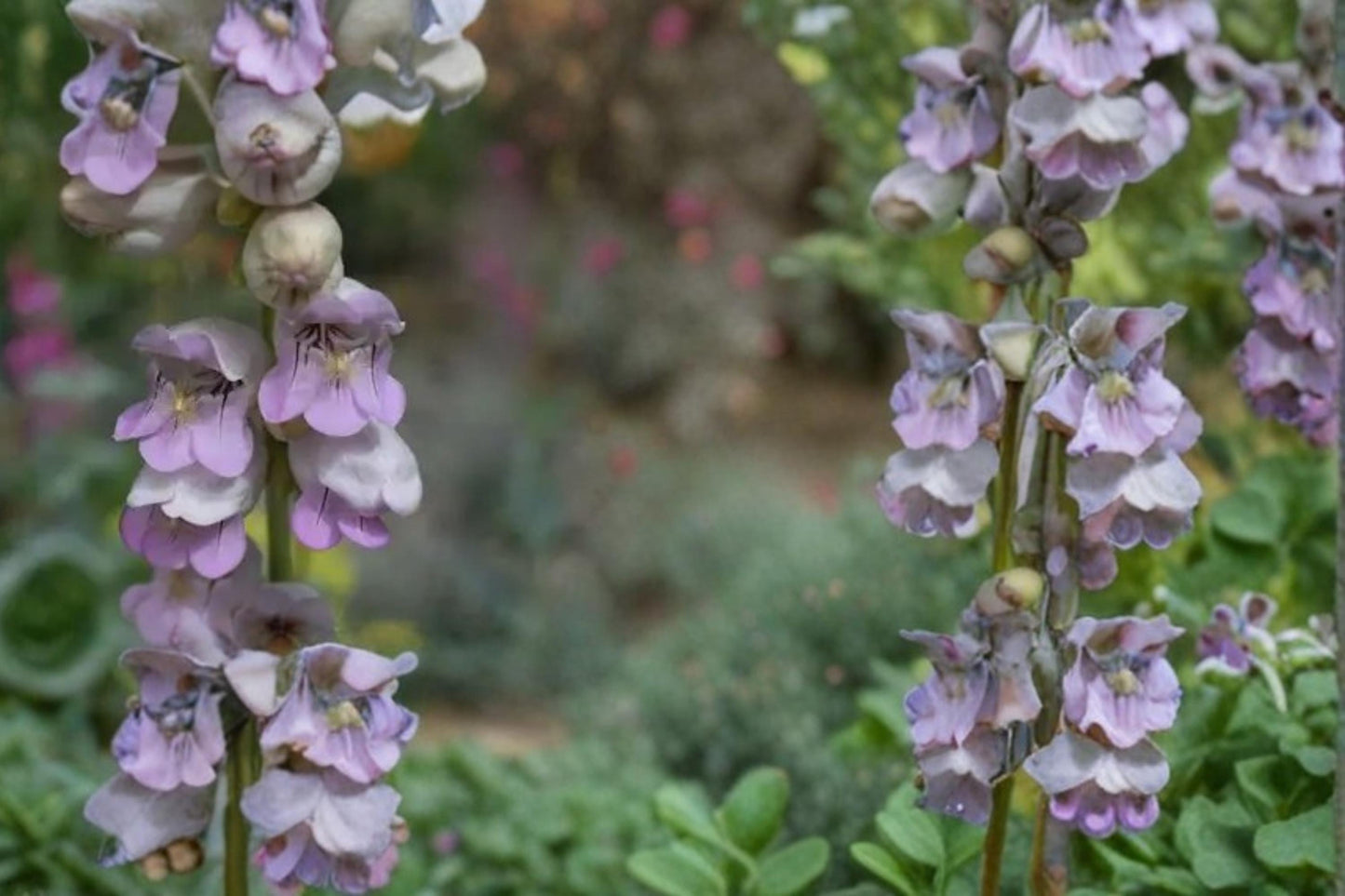 Palmer Penstemon Seeds - 50 Count - Pale Pink to Lavender Tubular Flowers - Penstemon palmeri - Drought Tolerant Perennial